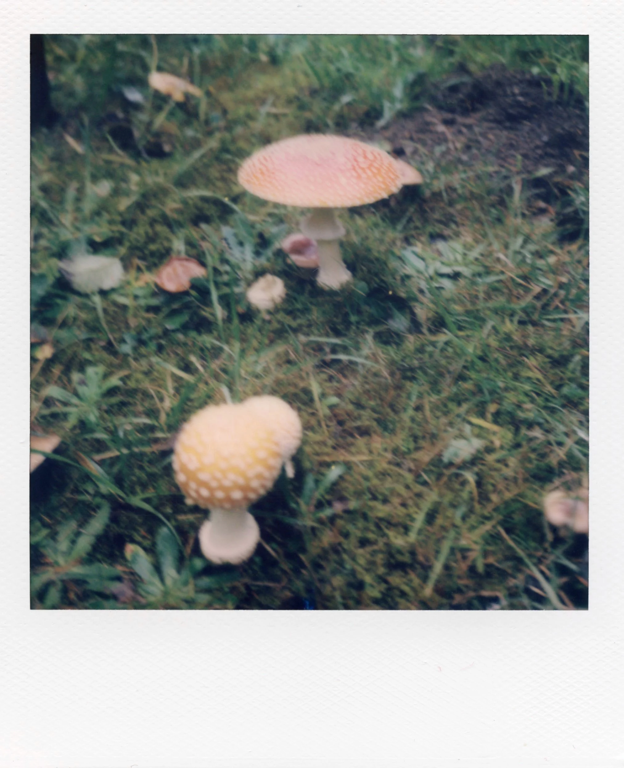 polaroid_sx70_150.jpg