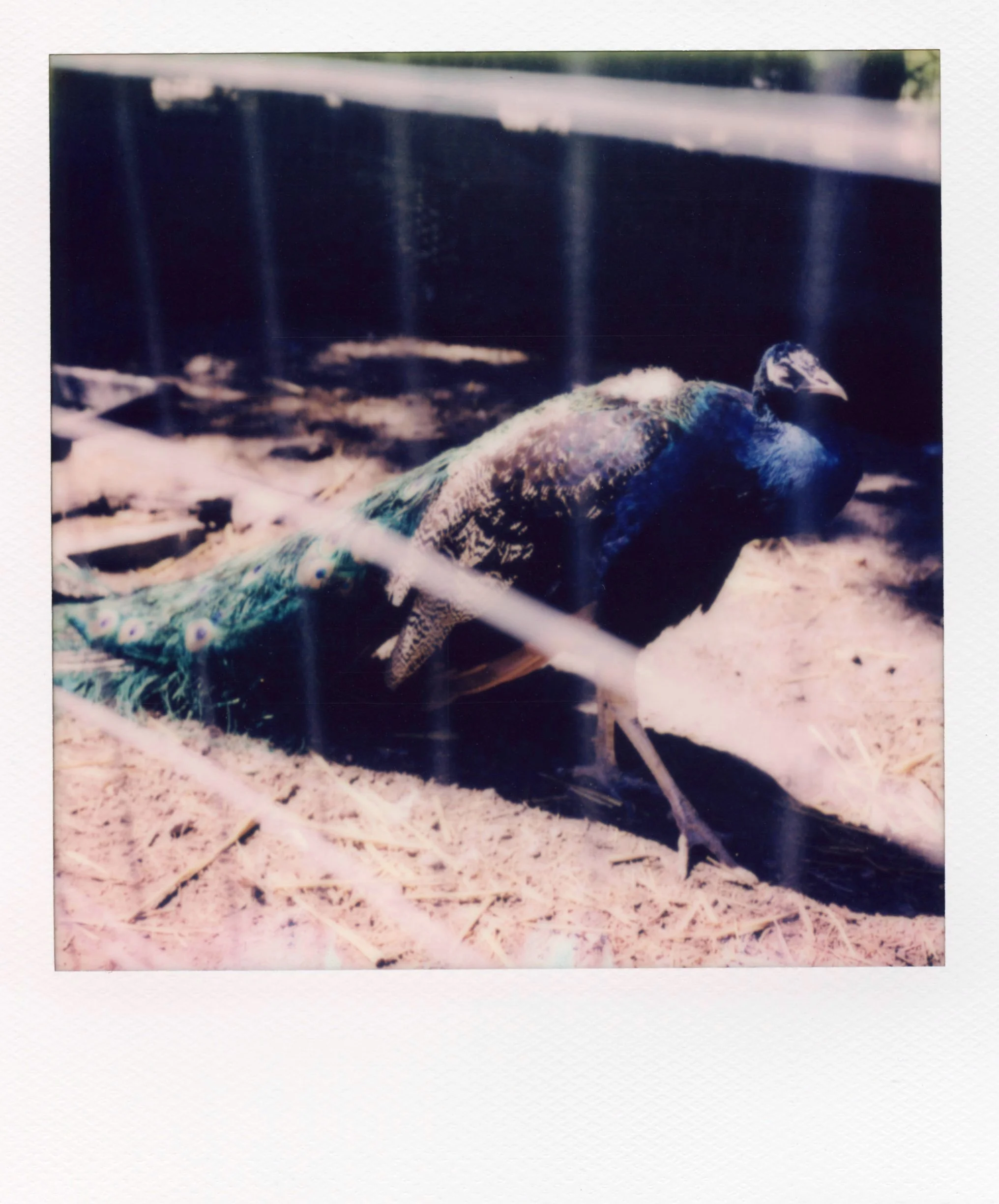 polaroid_sx70_180.jpg