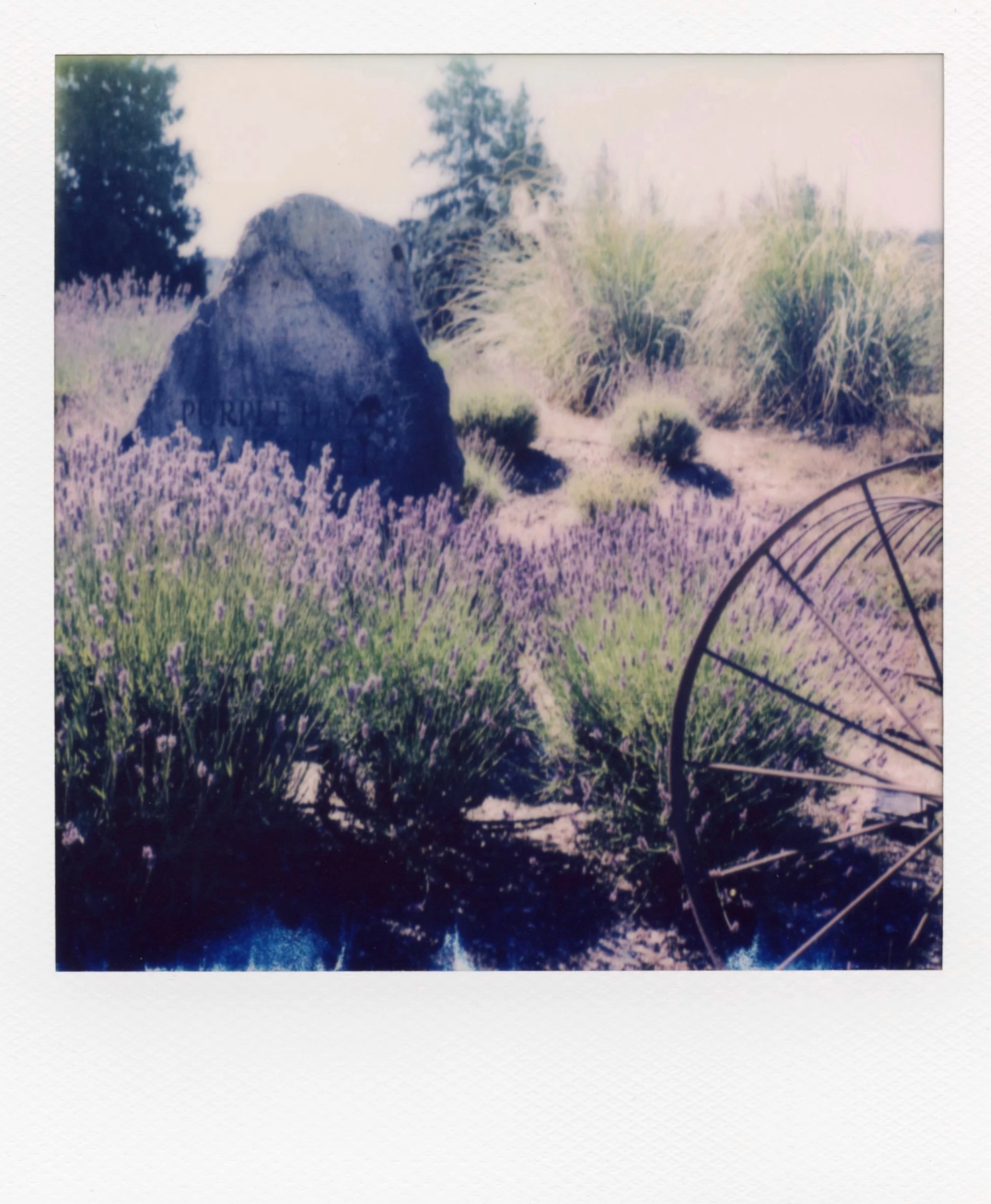 polaroid_sx70_183.jpg