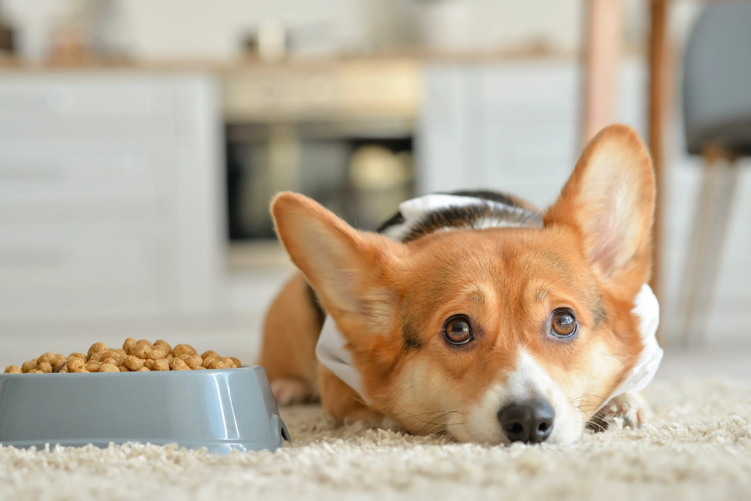 cute-dog-near-bowl-with-dry-food-home.jpg