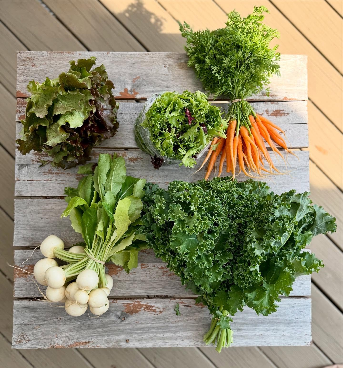 CSA Week 4 ✔️

True baby carrots, hakurei turnips, summer crisp lettuce head, big curly green kale, lettuce mix.

We finally saw the sun ☀️ again this week and it got hot quick! First baby carrots of the year and they are DELICIOUS!!! 🥕