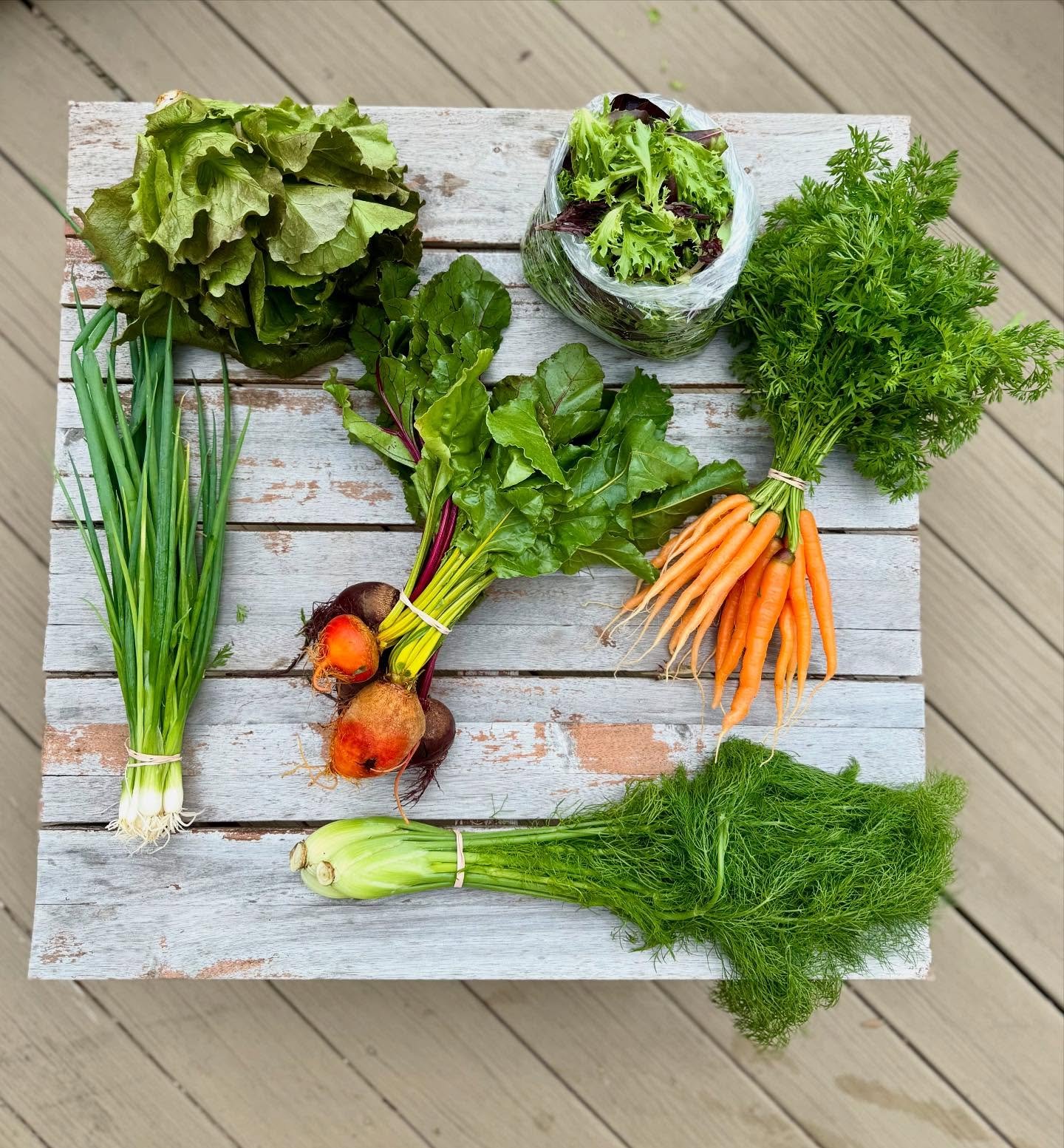 CSA Week 5 🥕

Summer crisp lettuce head. Lettuce mix. Carrots. Gold (!!) and red beets. Baby fennel. Scallions.

It&rsquo;s starting to feel like summer around here! Another big planting coming up this weekend and then most of our beds will be fille