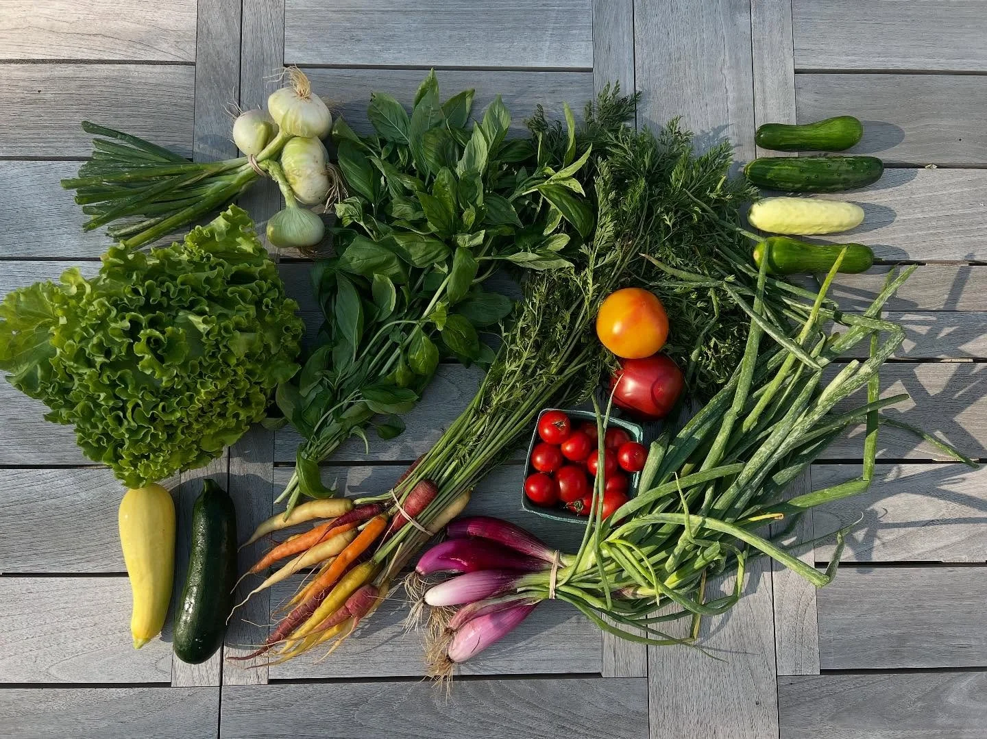 CSA week 11, we&rsquo;re in ONION 🧅 heaven!! 

Red long of tropea onion (&ldquo;torpedo&rdquo; onions), cipollini fresh yellow onions (&ldquo;UFO&rdquo; onions), rainbow carrots, cucumbers, zucchini, Muir green leaf lettuce head, cherry tomatoes, bi