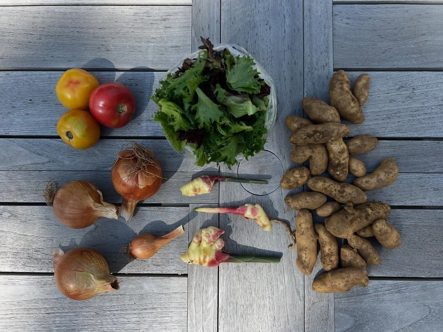 CSA Week 18!

Yellow storage onions, fresh baby ginger, new fingerling potatoes, lettuce mix, big tomatoes!

#certifiedorganic #mendhamnj #morristownnj #buckhillfarmnj #njfarms #communitysupportedagriculture
