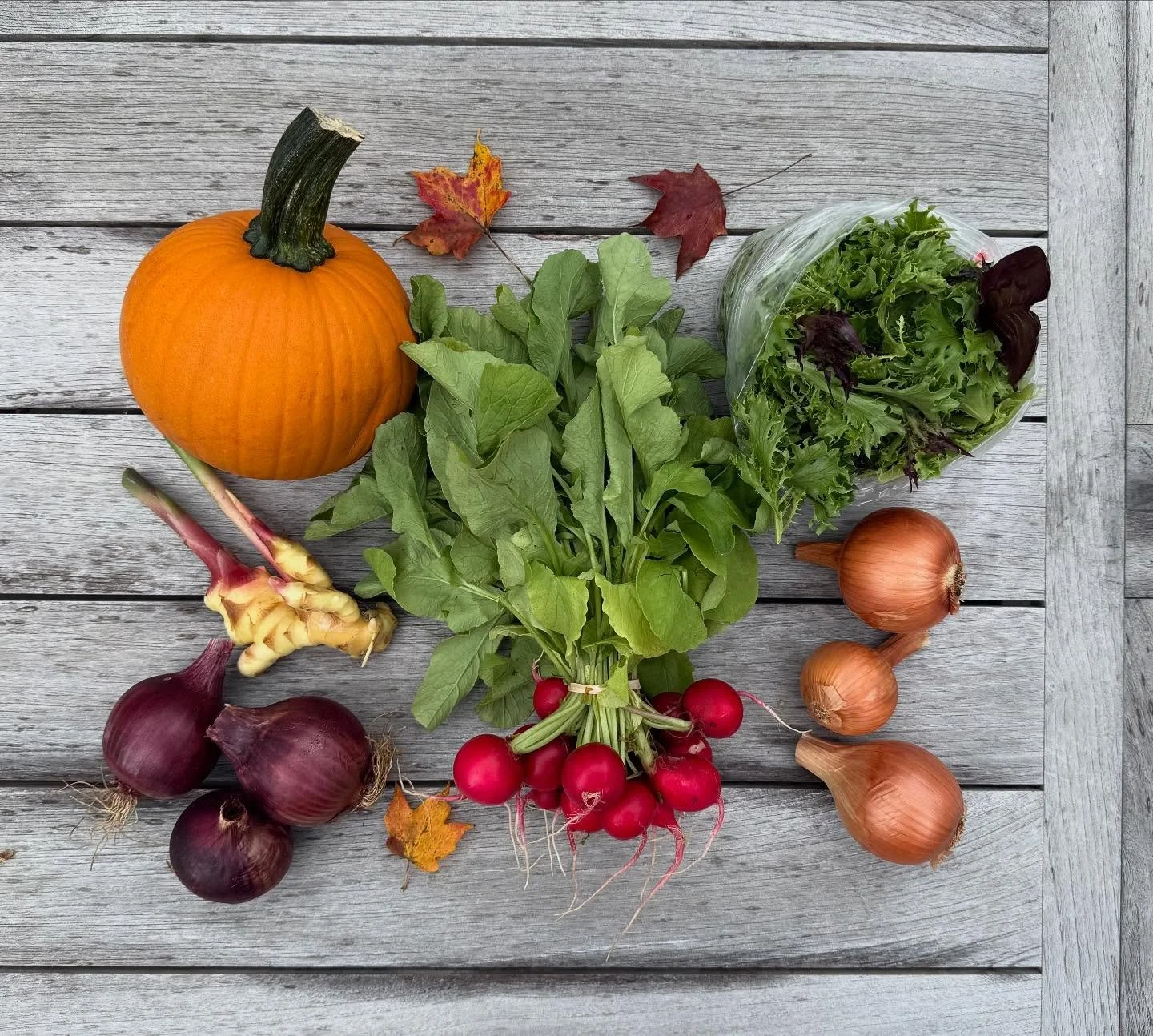 CSA Week 20!

Last week was the last of this season&rsquo;s CSA (!) and our members received a wonderful sampling of fall&rsquo;s bounty: sugar pumpkin, lettuce mix, red and yellow storage onions, fresh baby ginger, and radish.

Thank you to all of o