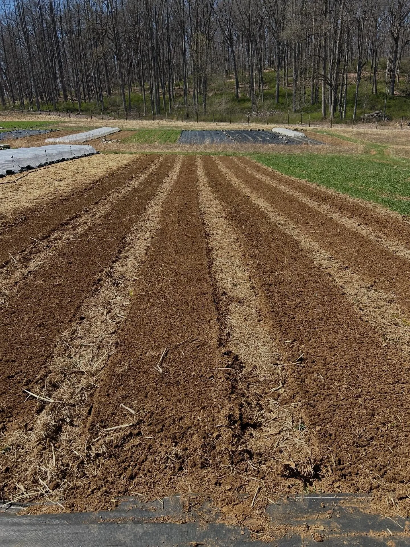 SPRING THINGS!!!! We&rsquo;re right on schedule with some things (snap peas, beets, tomatoes) and behind on some others (radishes, cauliflower, office work). Cut worms have been brutal but we survived the latest hard frost. Overall we&rsquo;re in a m