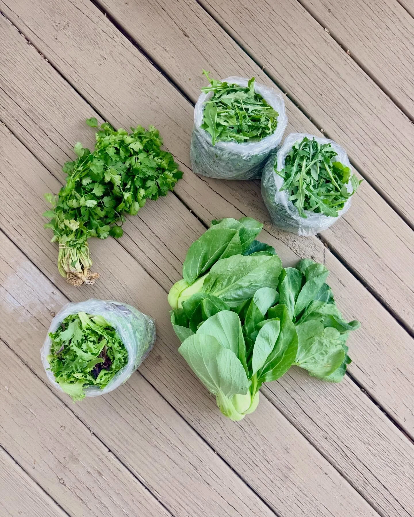 CSA is back! Week 1, let&rsquo;s have some fun 🎉👨&zwj;🌾! Our CSA members will be eating their greens this week: cilantro, arugula, bok choy, and lettuce mix 🥬 #certifiedorganic #njfarms #nopesticides #mendhamnj #morristownnj