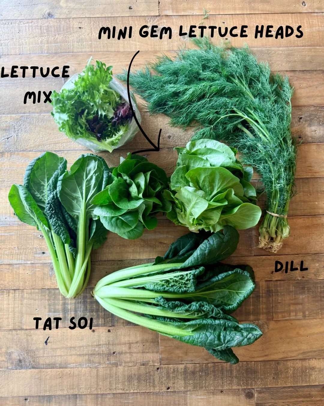 A wet 🌧️ week 2 CSA with more greens for our members! Mini gem lettuce heads, dill, tat soi, and lettuce mix 🥬. Perfect MDW to stay inside and cook up some yummy, farm fresh meals&hellip;show us what you make!