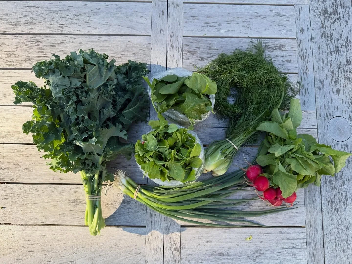 For week 3️⃣&rsquo;s CSA, members got to enjoy the bounty from last weekend&rsquo;s rainy and cool weather. Rootin&rsquo; and tootin&rsquo; veggies are up this week&hellip;that is, adding some roots to our lineup! Big curly green kale, spinach, radis
