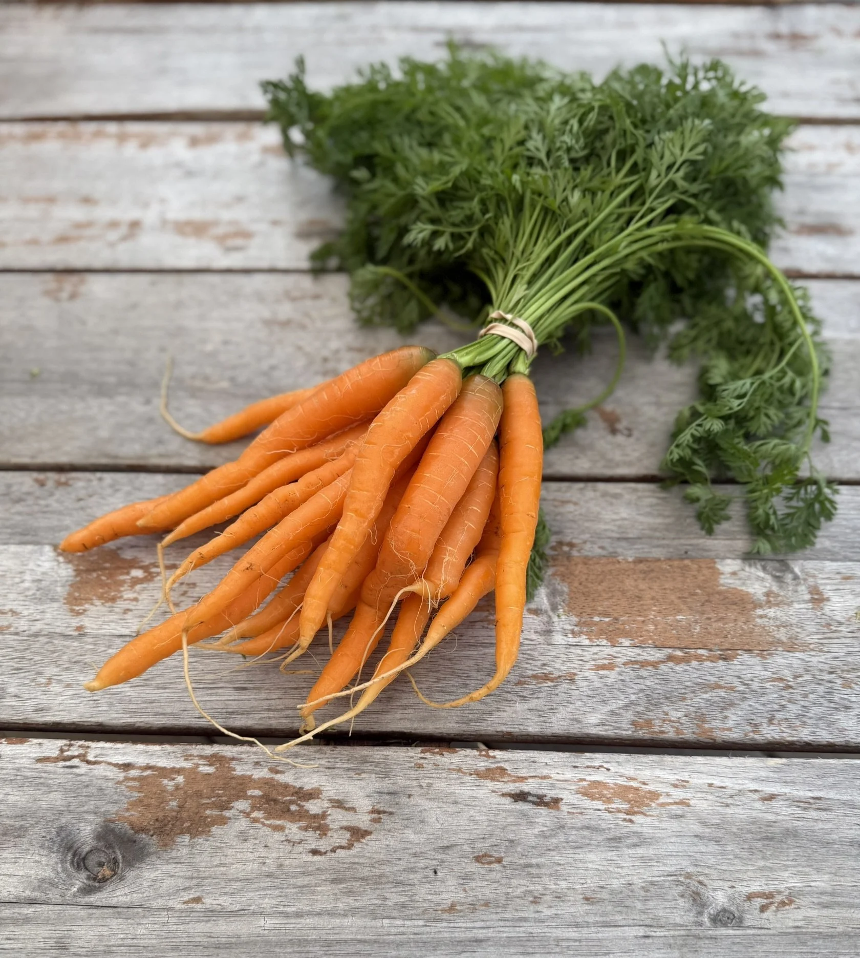 Carrot Bunch