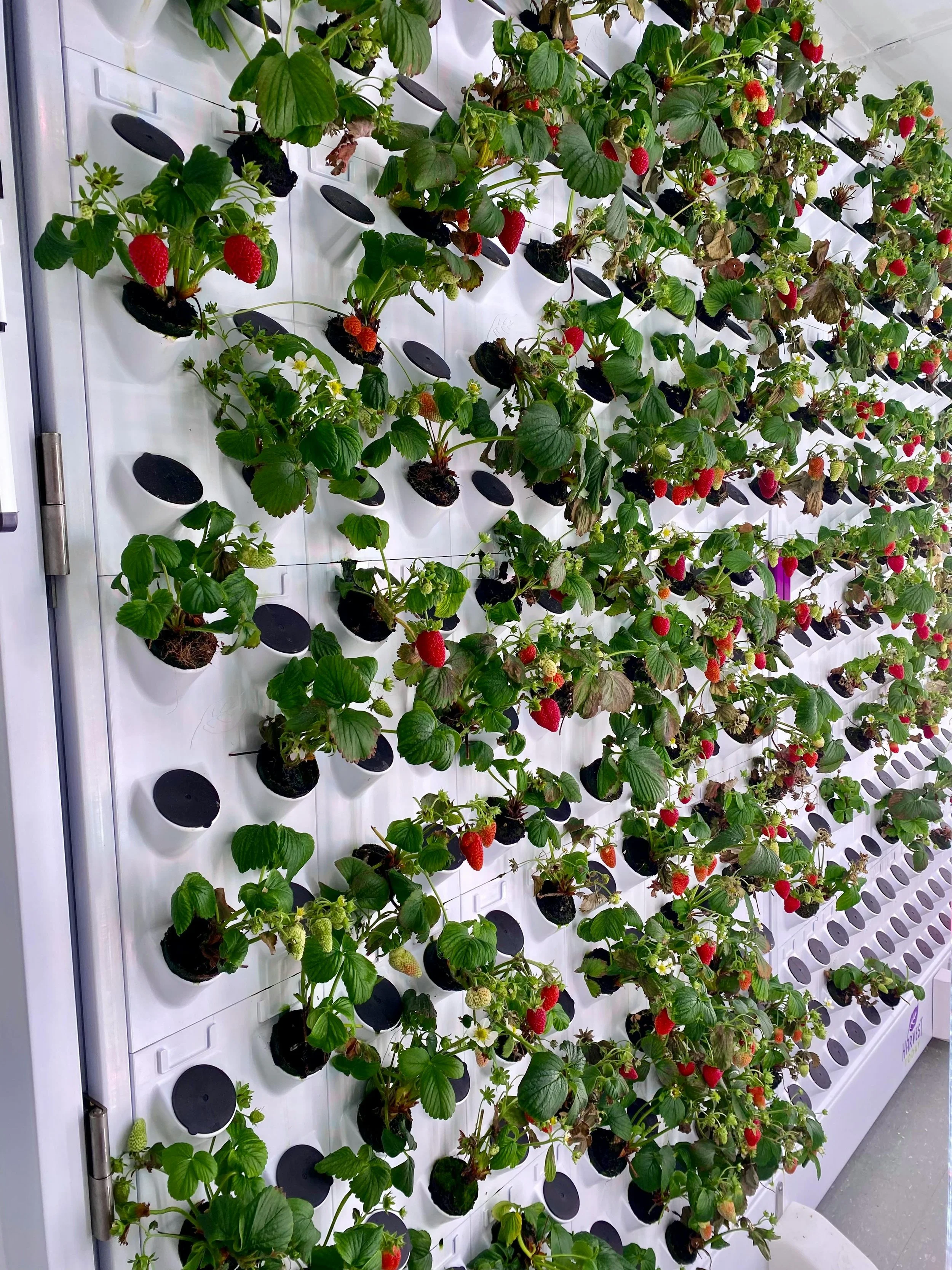 8+ Hydroponic Strawberry Growing Systems 8+ Hydroponic Strawberry Growing Systems