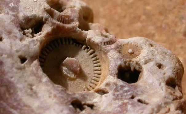 Crinoid_imprint~2.jpg
