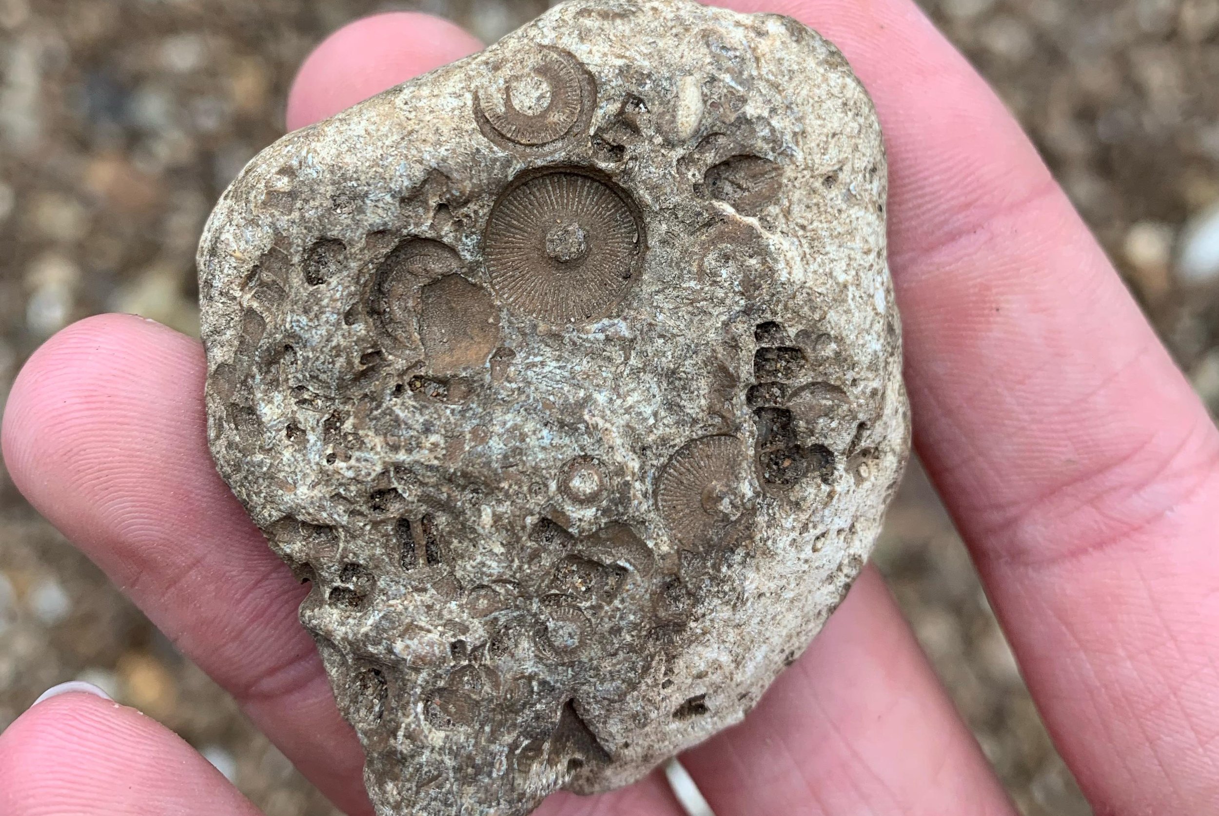 what-are-these-little-guys-i-find-them-everyday-in-missouri-v0-pql0btgb0nma1~2.jpg
