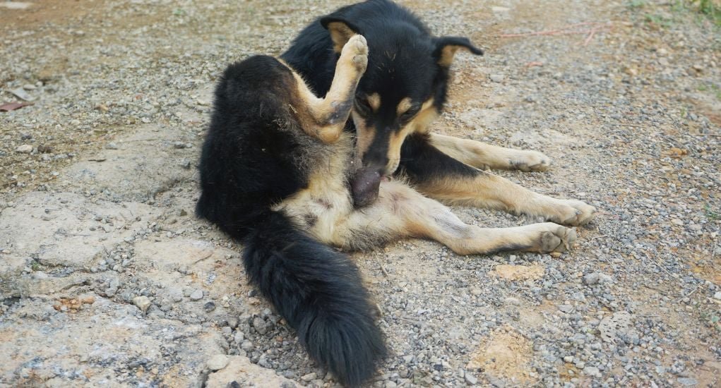 Why-Do-Dogs-Lick-Their-Private-Areas-Featured-Image.jpg