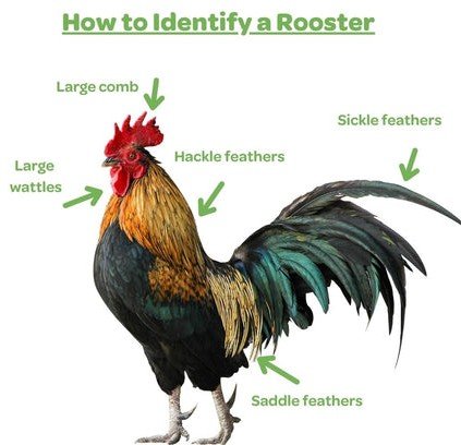 Add_how-to-identify-a-rooster_480x480~2.jpg