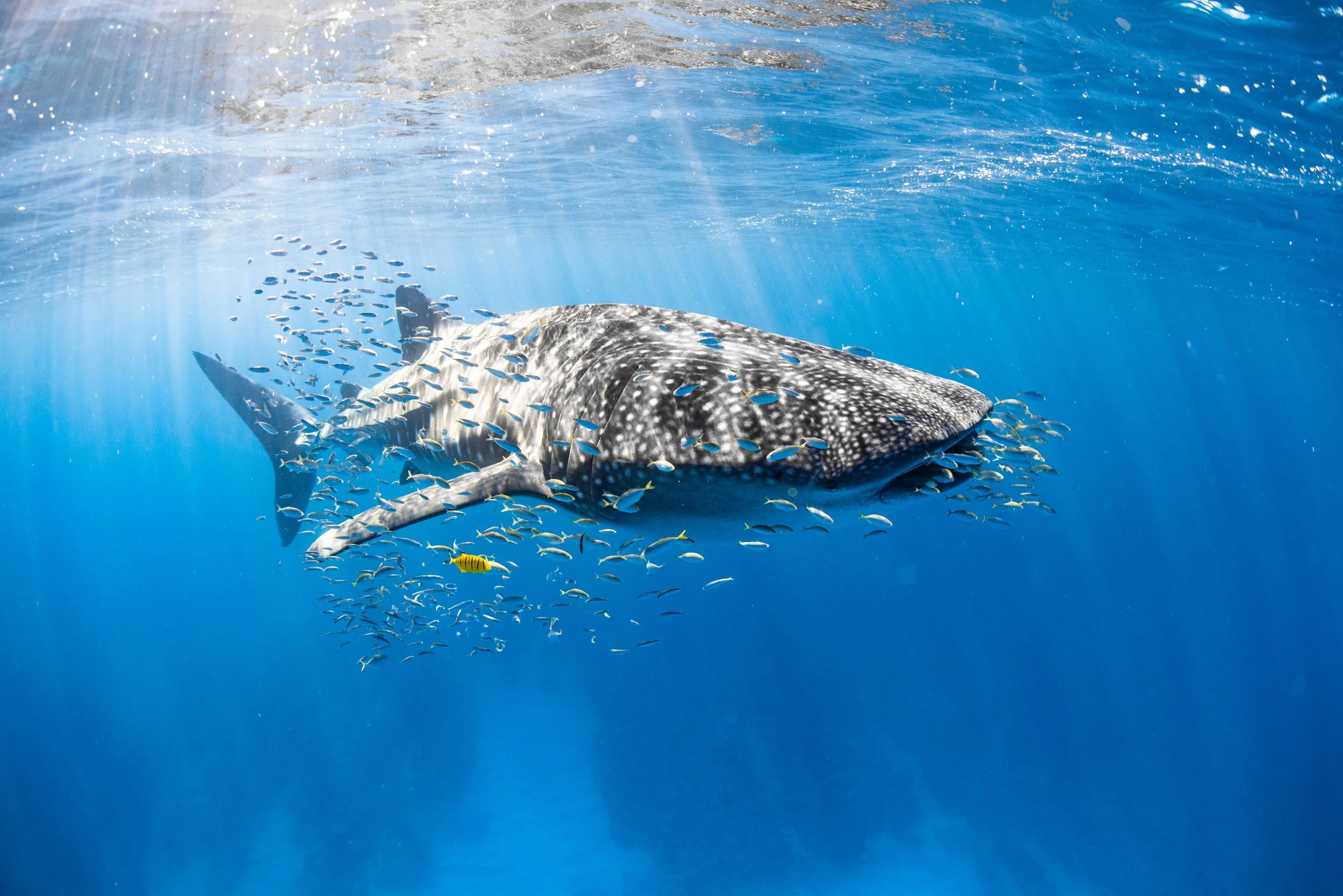 Kings Ningaloo Reef Tour 19.04.24 Elle Gillett-5829.jpg