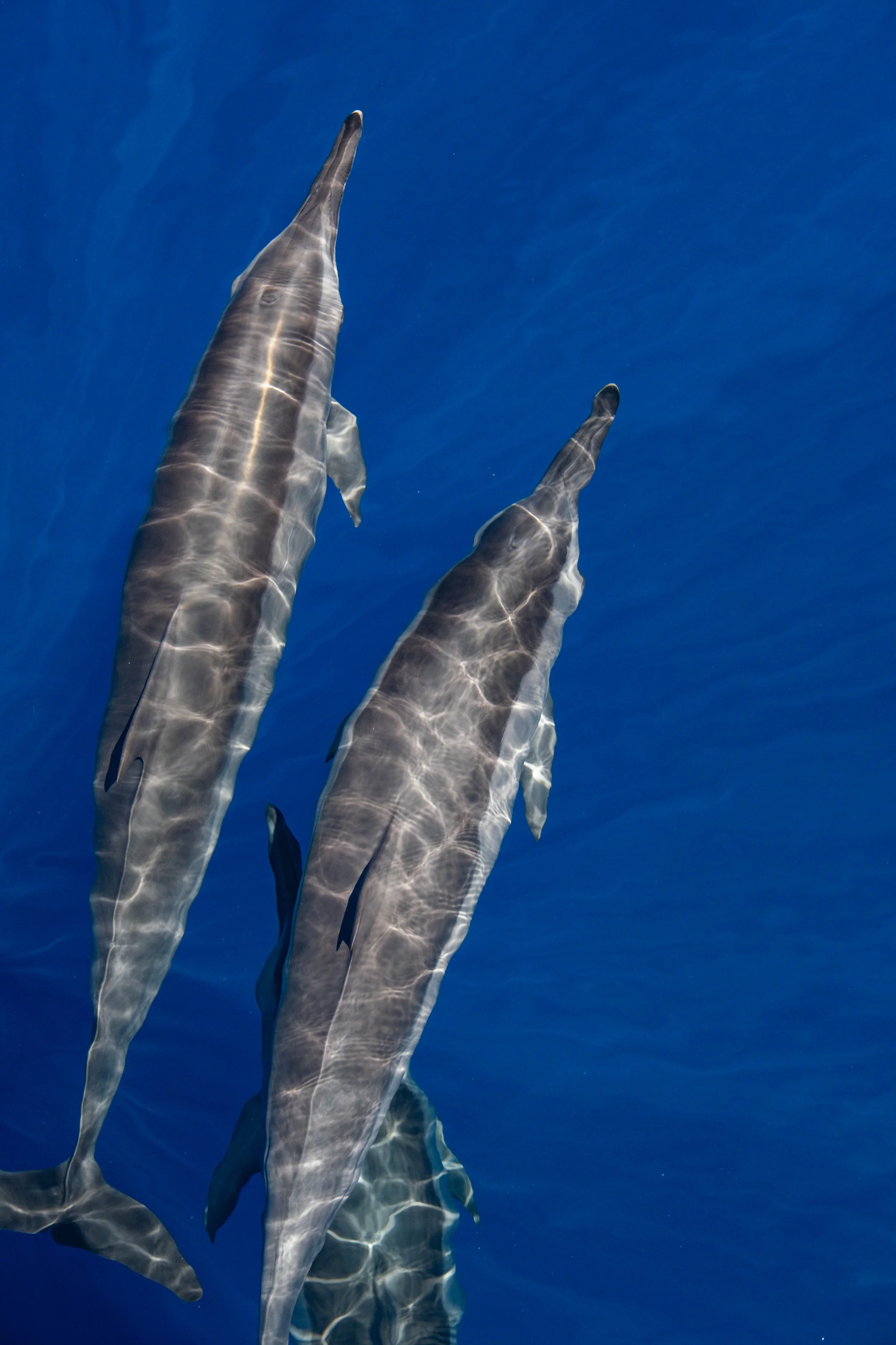 Kings Ningaloo Reef Tours 14.09.24 Elle Gillett-9735.jpg