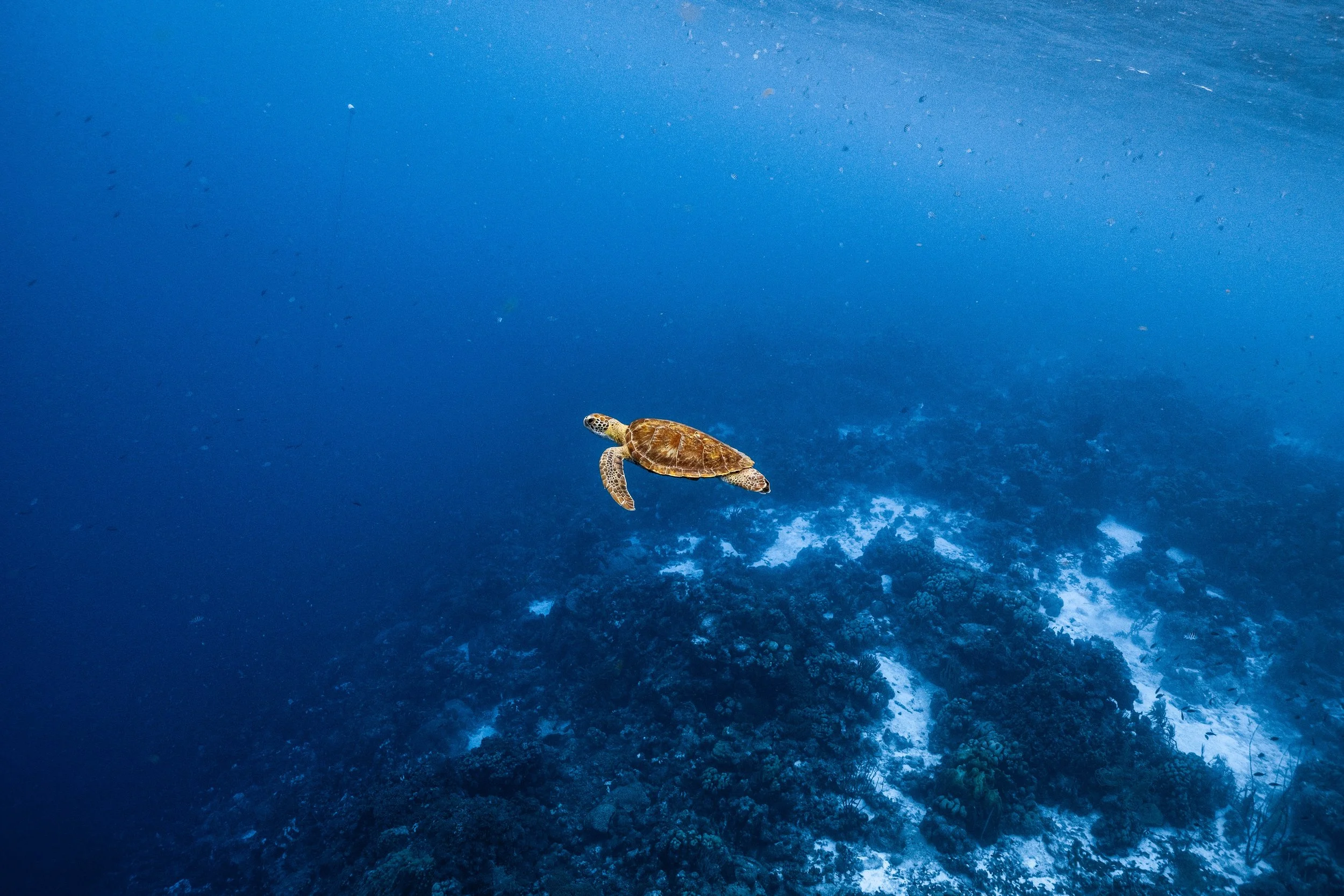 bonaire-2.jpg