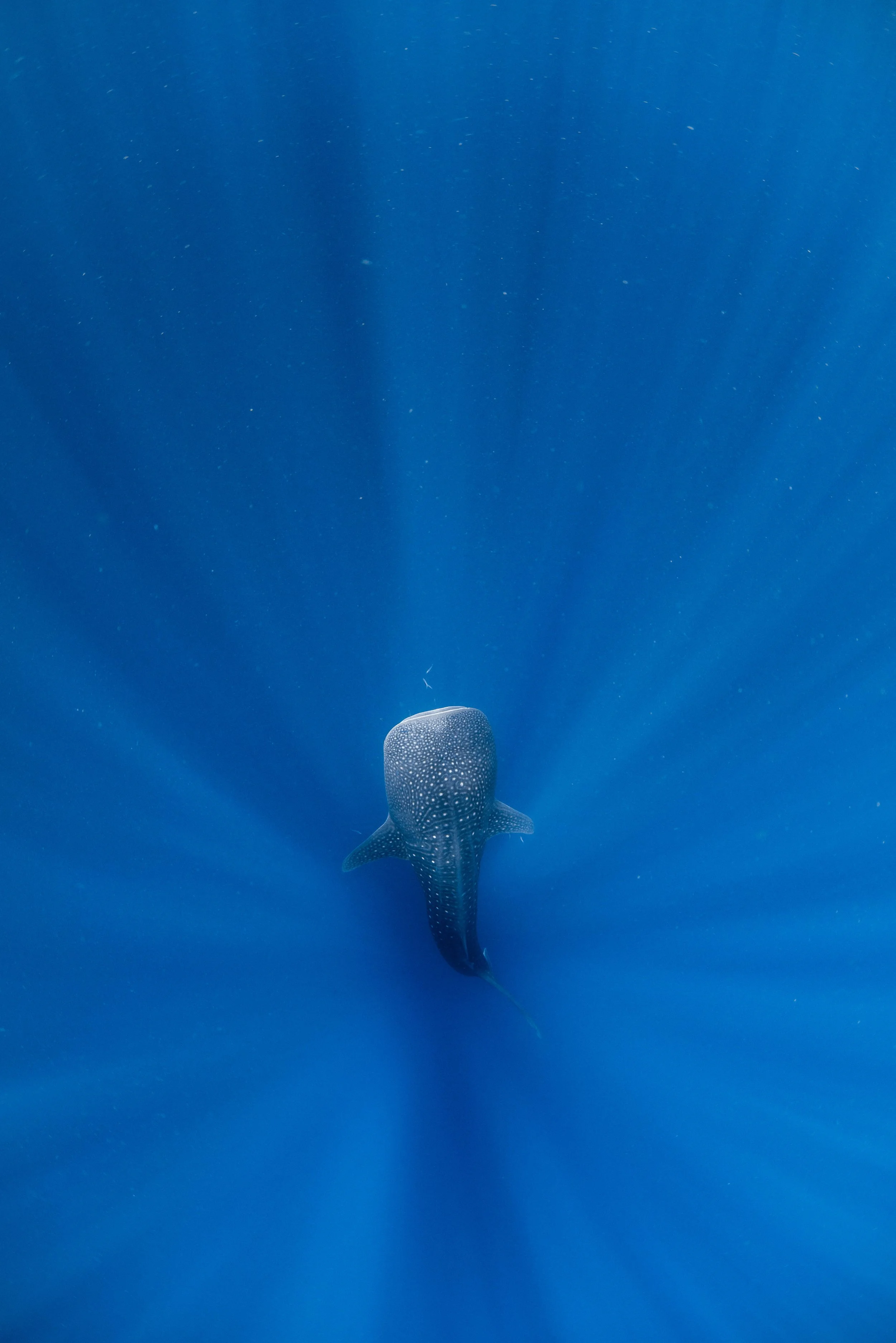 Kings Ningaloo Reef Tours 28.03.24 Elle Gillett-8548.jpg