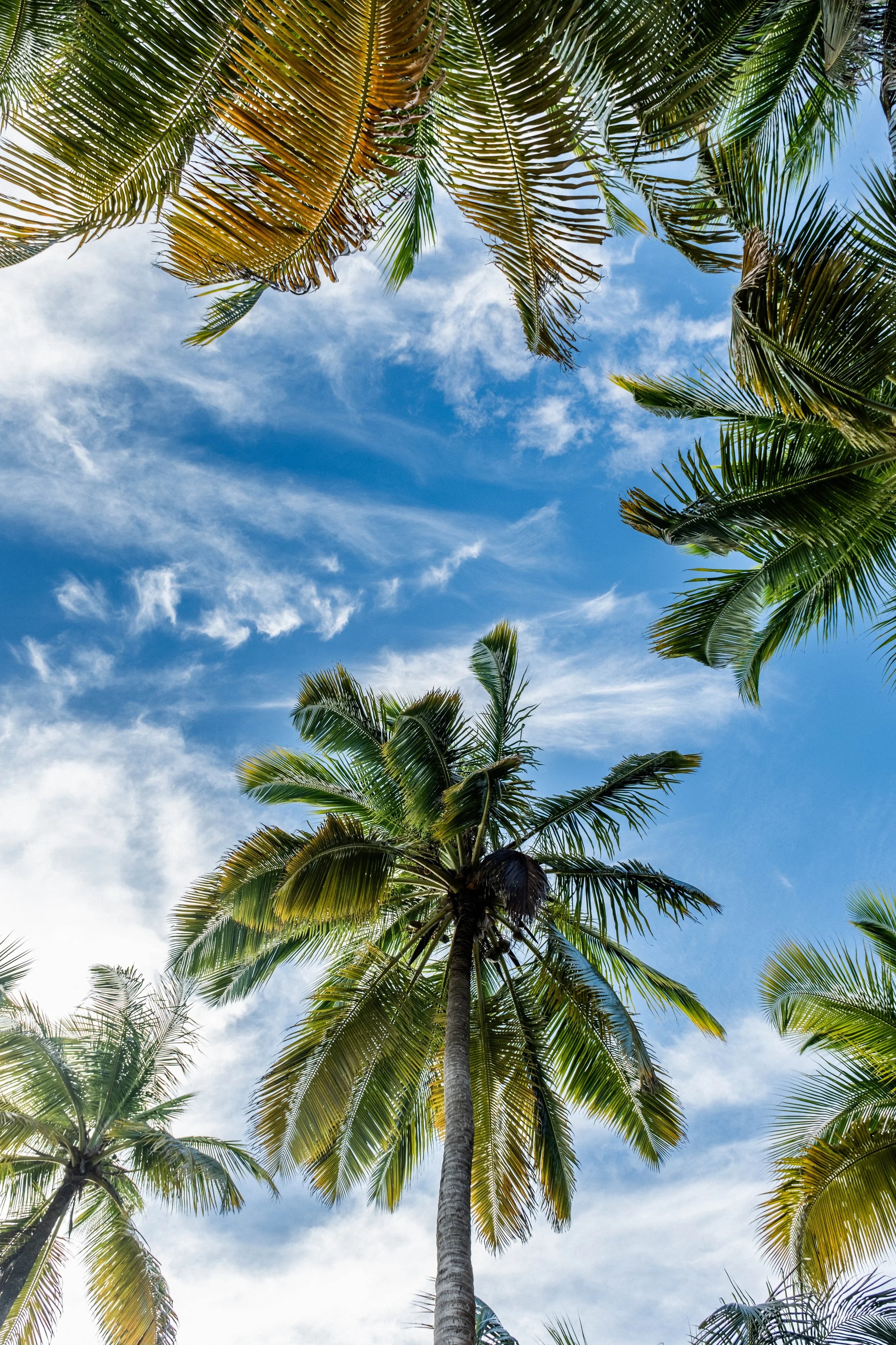 colour cocos san blas-2.jpg