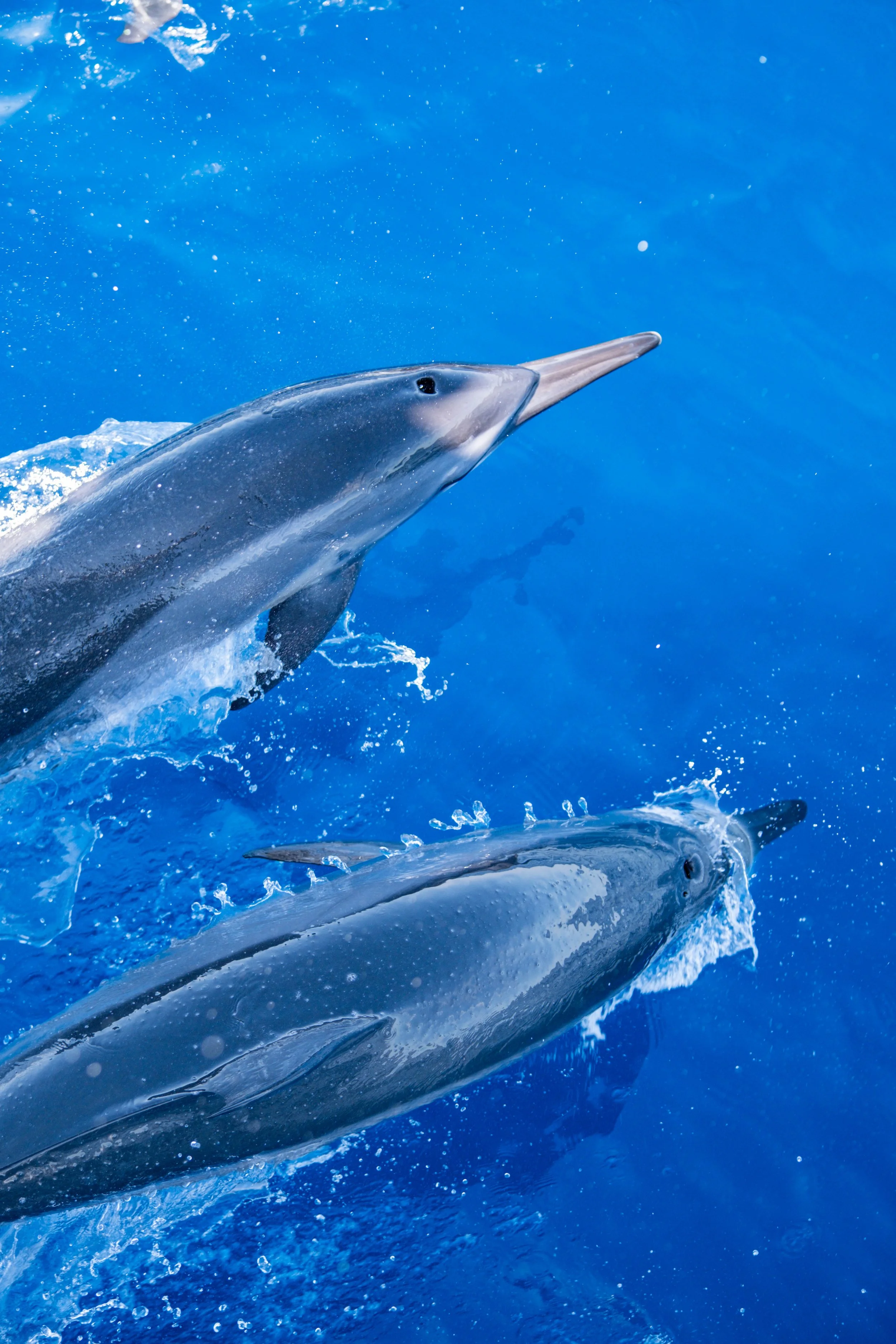 Kings Ningaloo Reef Tours 14.09.24 Elle Gillett-9633.jpg