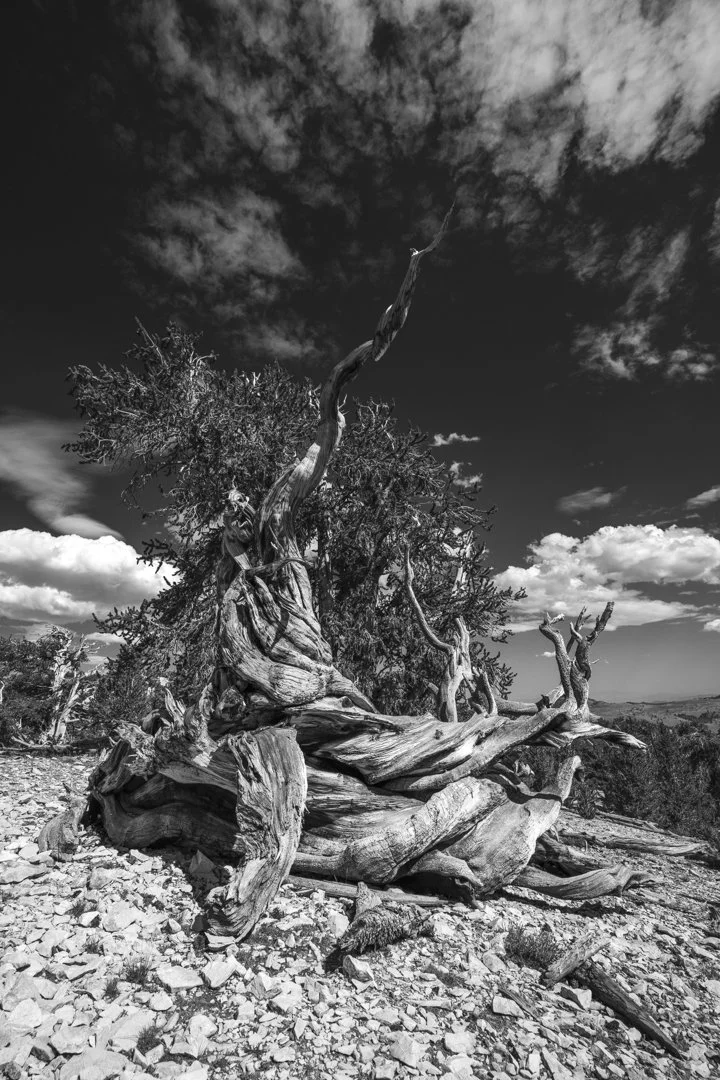 Landscape_EnjiChung_Bristlecone.jpg