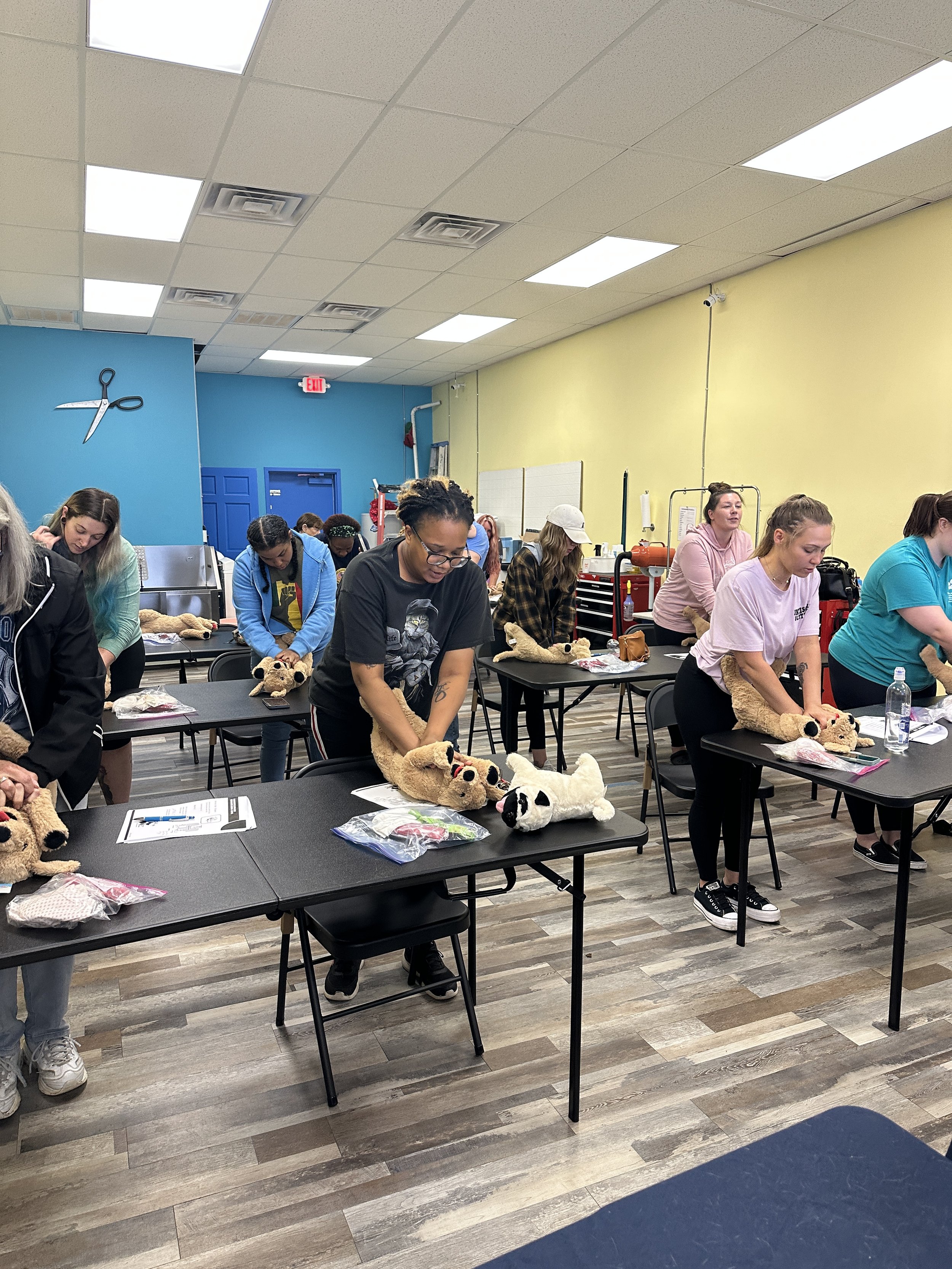 Group of people practicing dog CPR on stuffed dogs in a classroom setting.