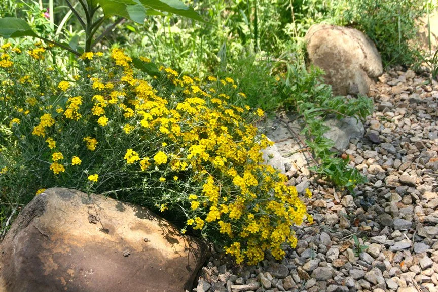 sustainable landscape design palo alto, climate-resilient landscaping california, regenerative garden design california, native and drought-tolerant planting plans, eco-friendly garden design firm