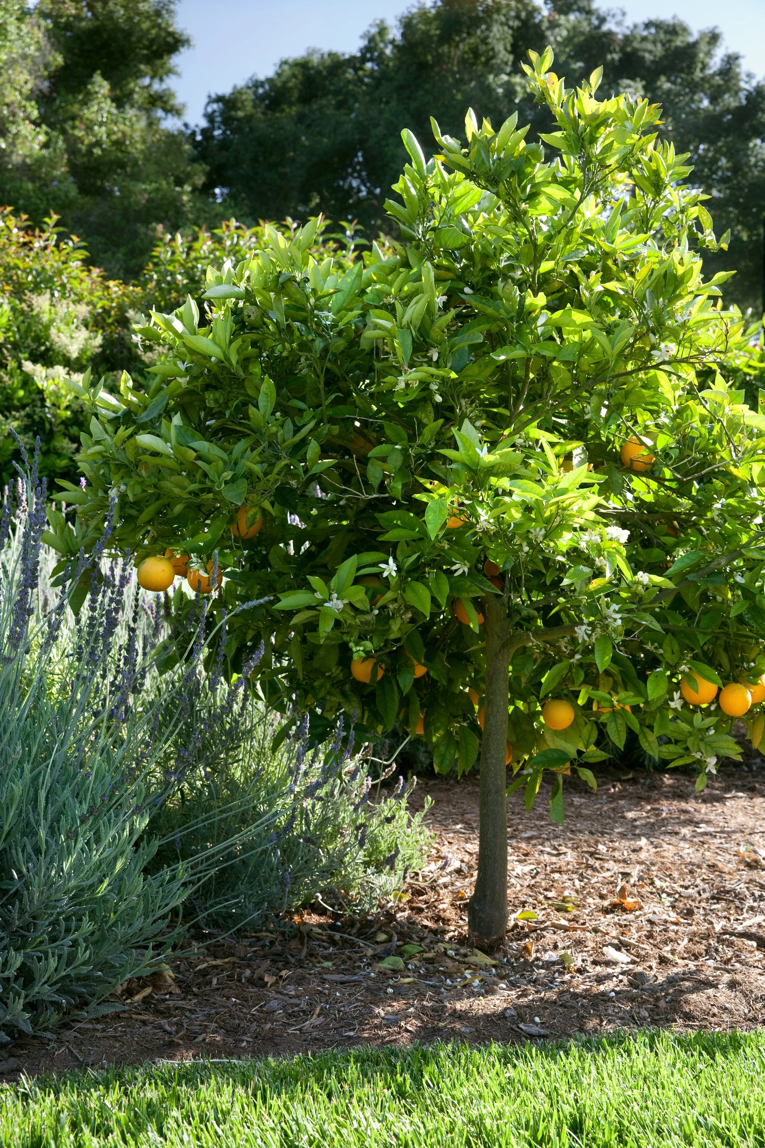 hospitality landscape design california, landscape architecture for luxury hotels, collaborative landscape design for gcs, landscape architect construction coordination, landscape architecture rolling hills ca