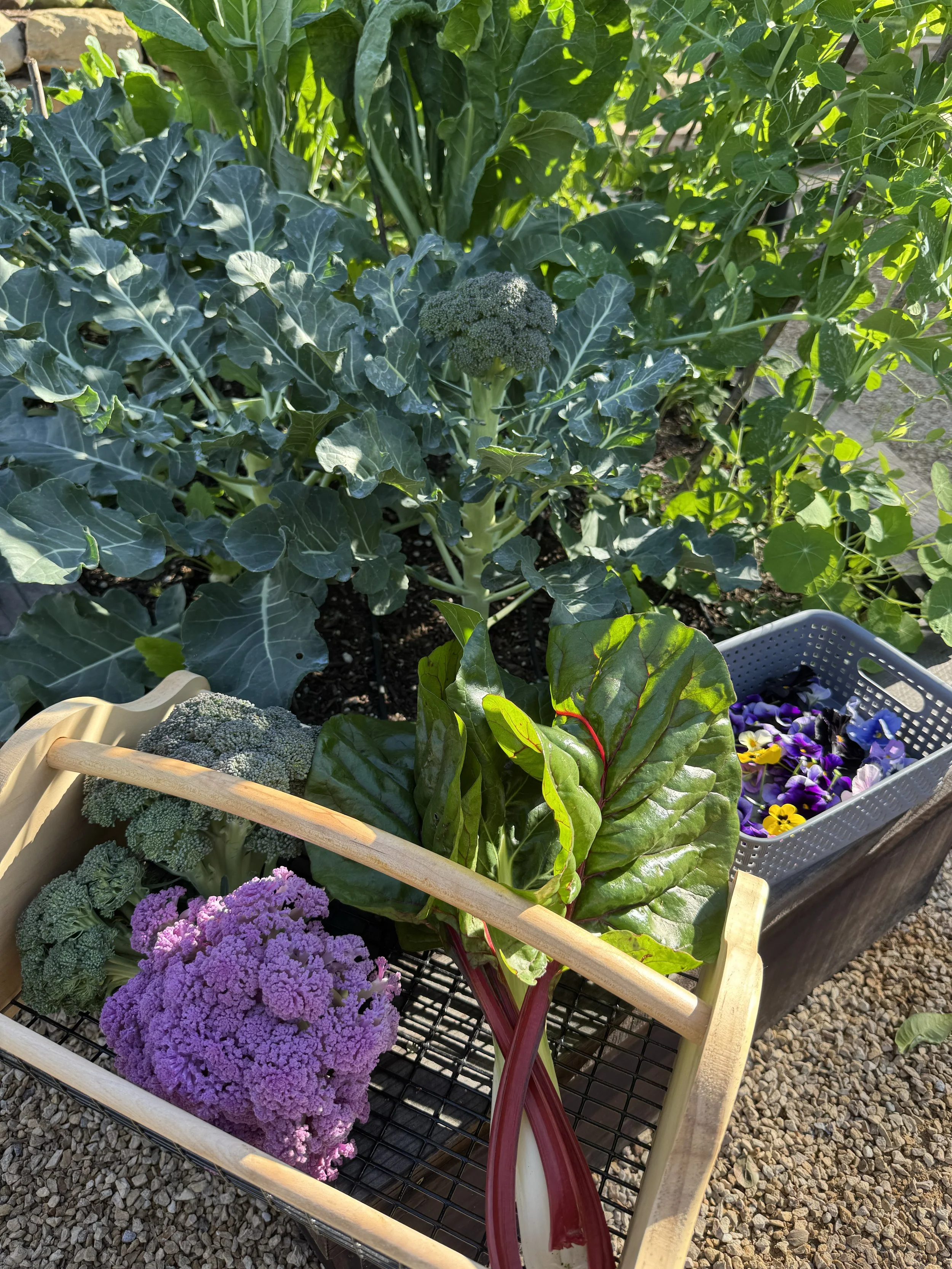 Cauli.jpg