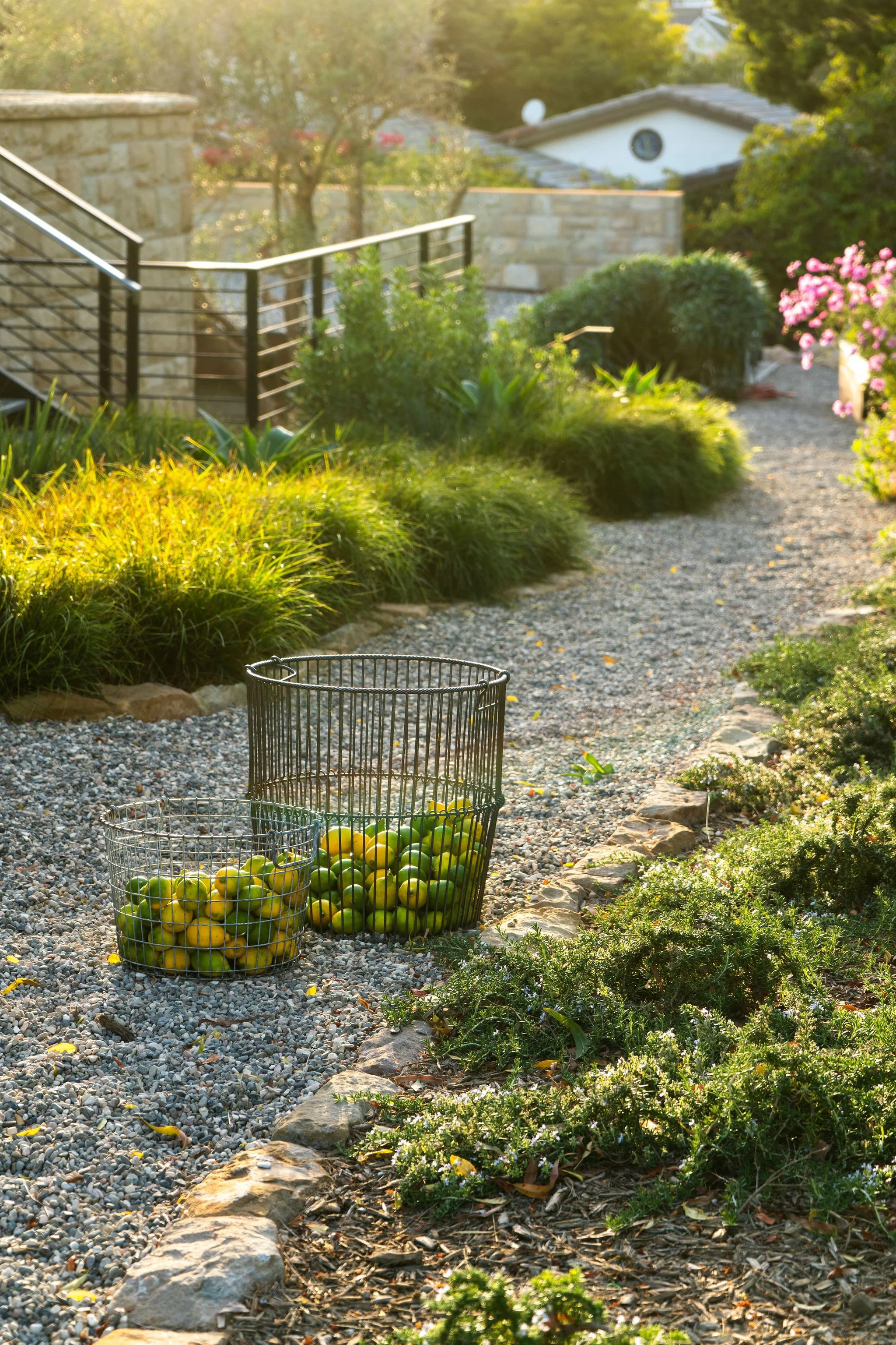 landscape architecture for green roofs, wellness-focused landscape design, rooftop gardens in san francisco, urban agriculture landscape design, outdoor classrooms design