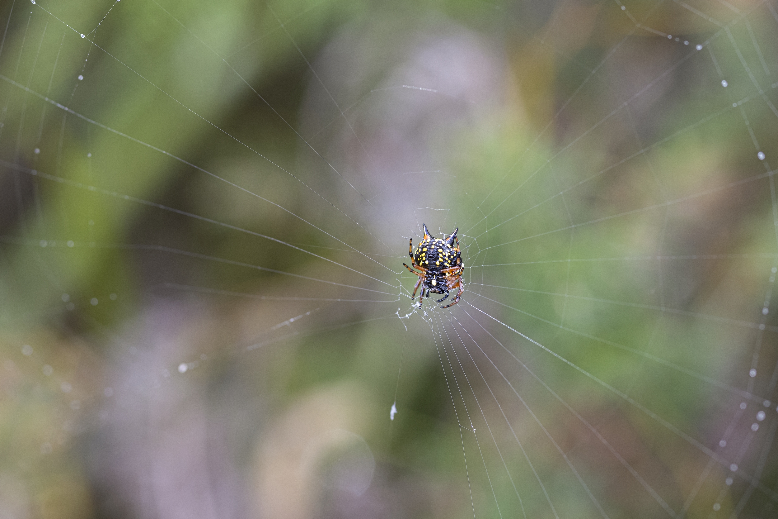 Christmas Spider_lo.png