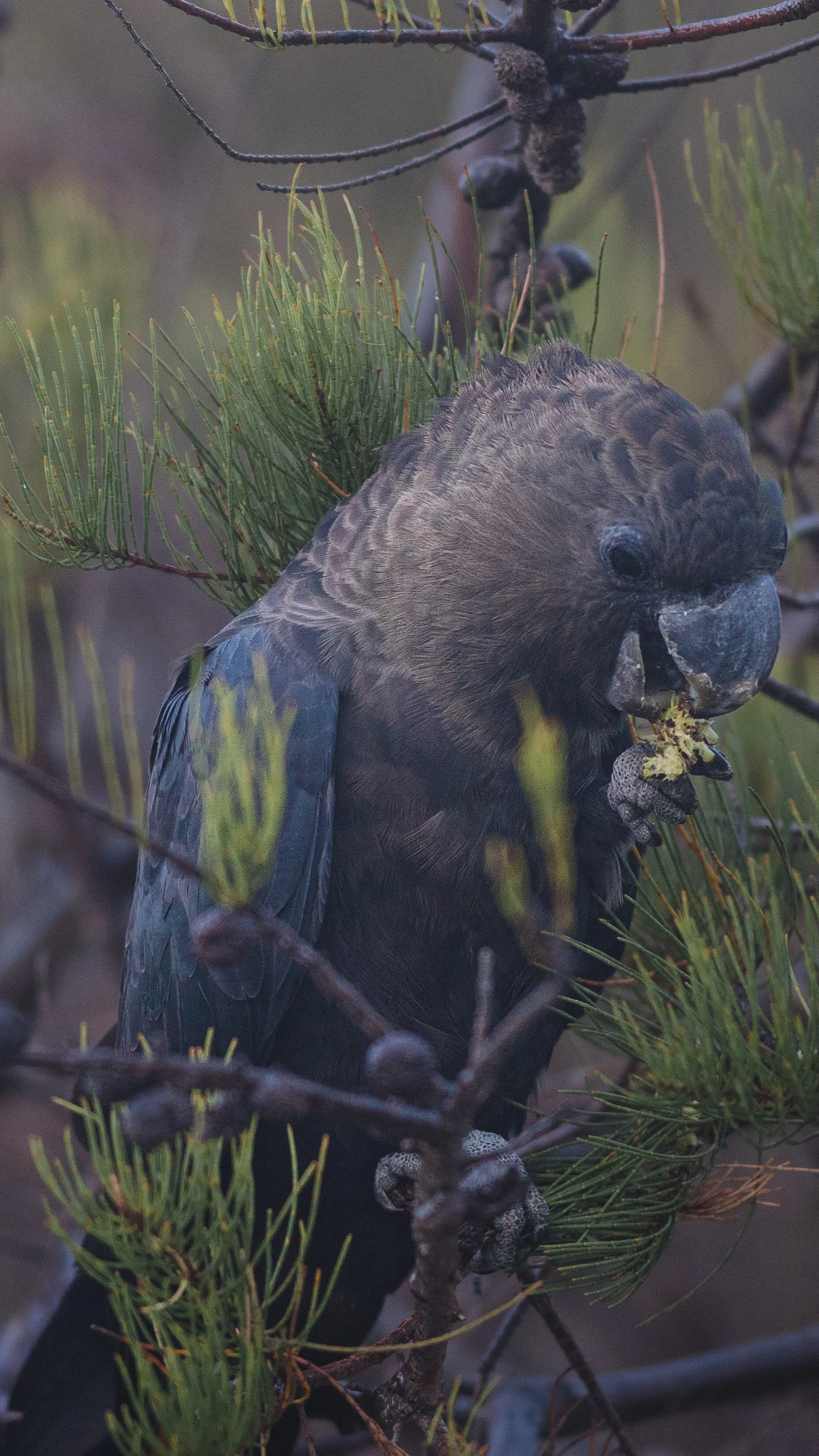 The Dunkley Biodiversity Audit: An Independent Wildlife Study (High-Res PDF)