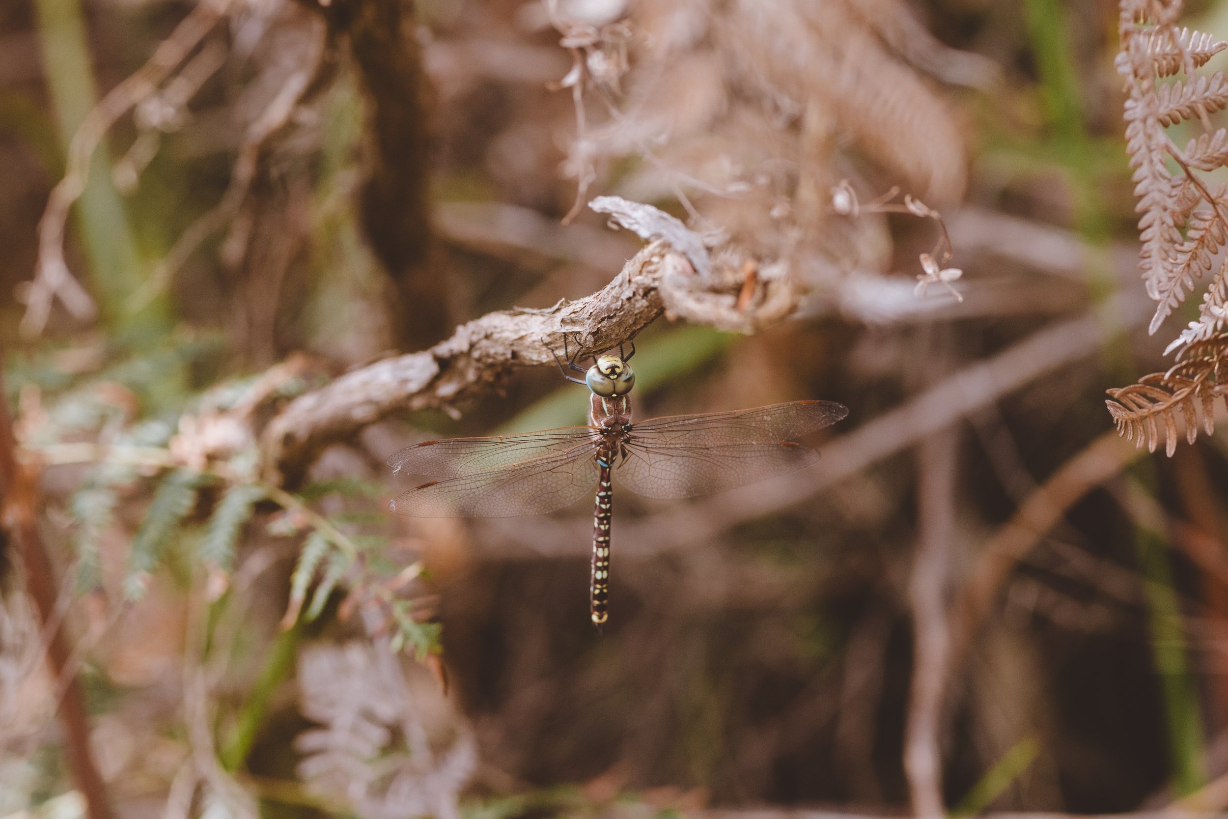  Blue-spotted Hawker | The Pines Flora and Fauna Reserve | Native (Least Concern)