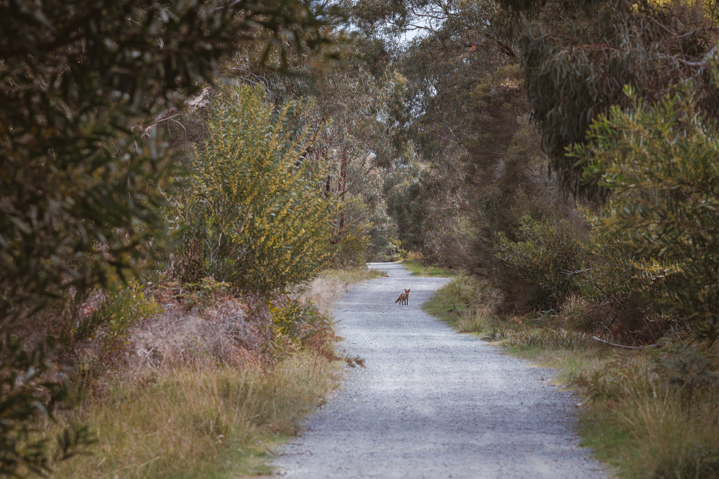  Red Fox | The Pines Flora and Fauna Reserve | Introduced - Pest