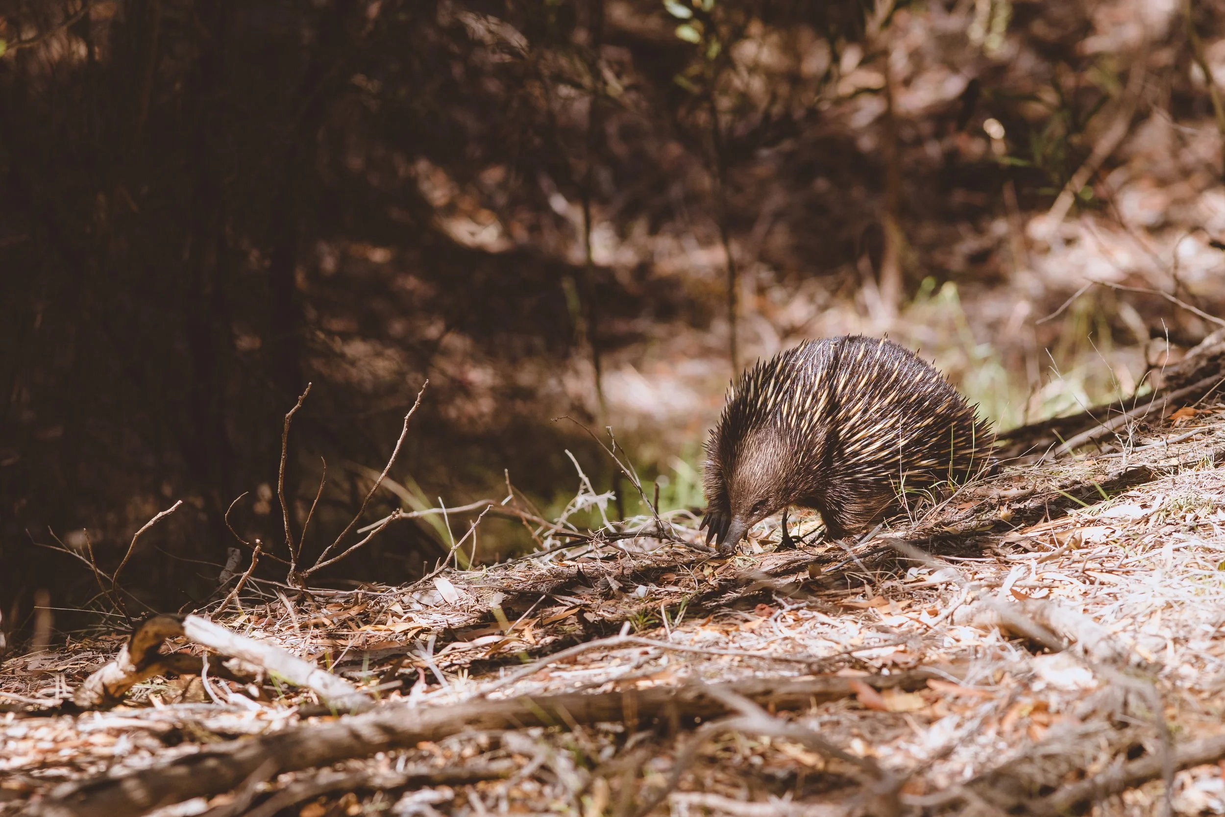  Eastern Short-beaked Echidna | The Pines Flora and Fauna Reserve | Native (Least Concern)