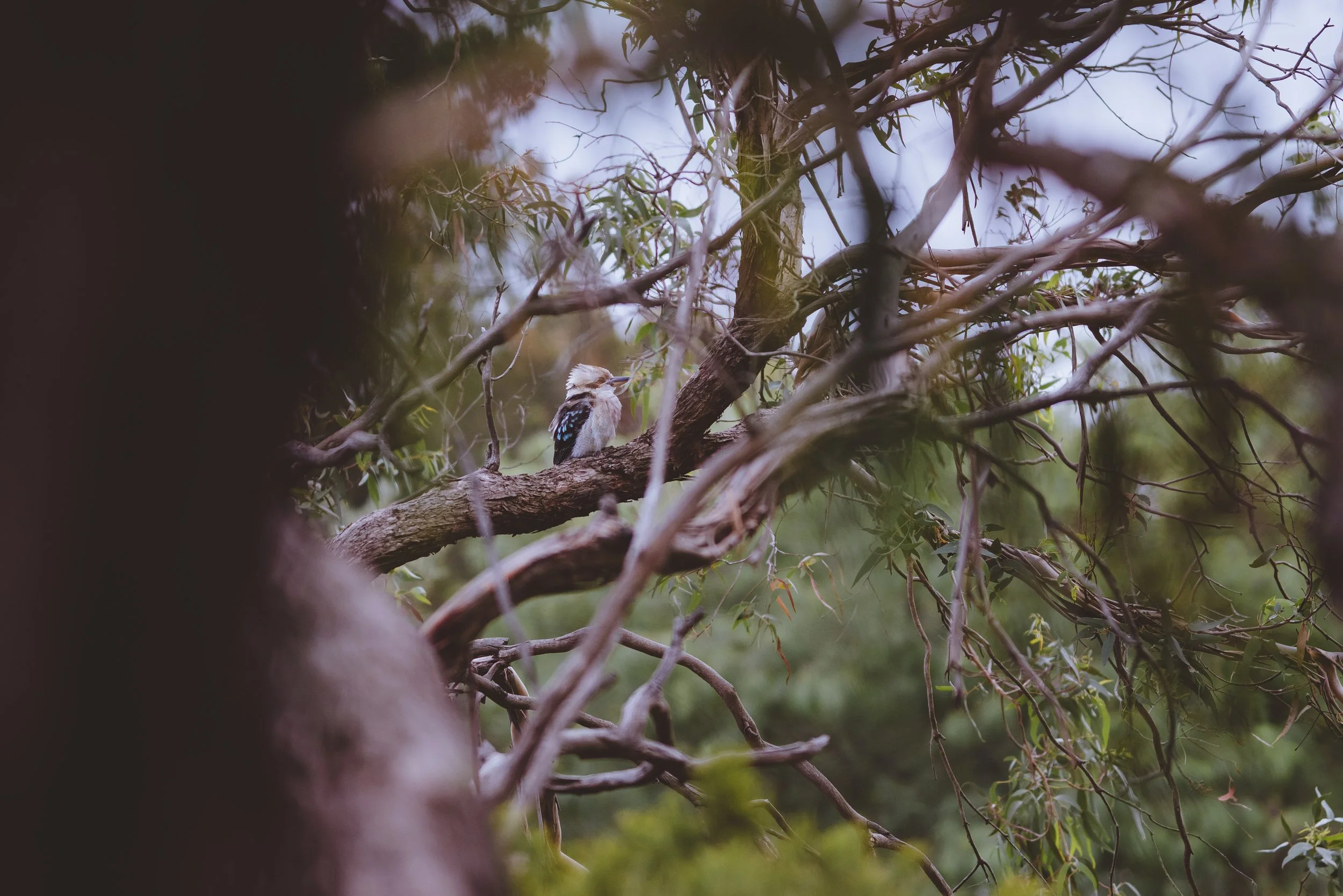  Laughing Kookaburra | Frankston Nature Conservation Reserve | Native (Least Concern)