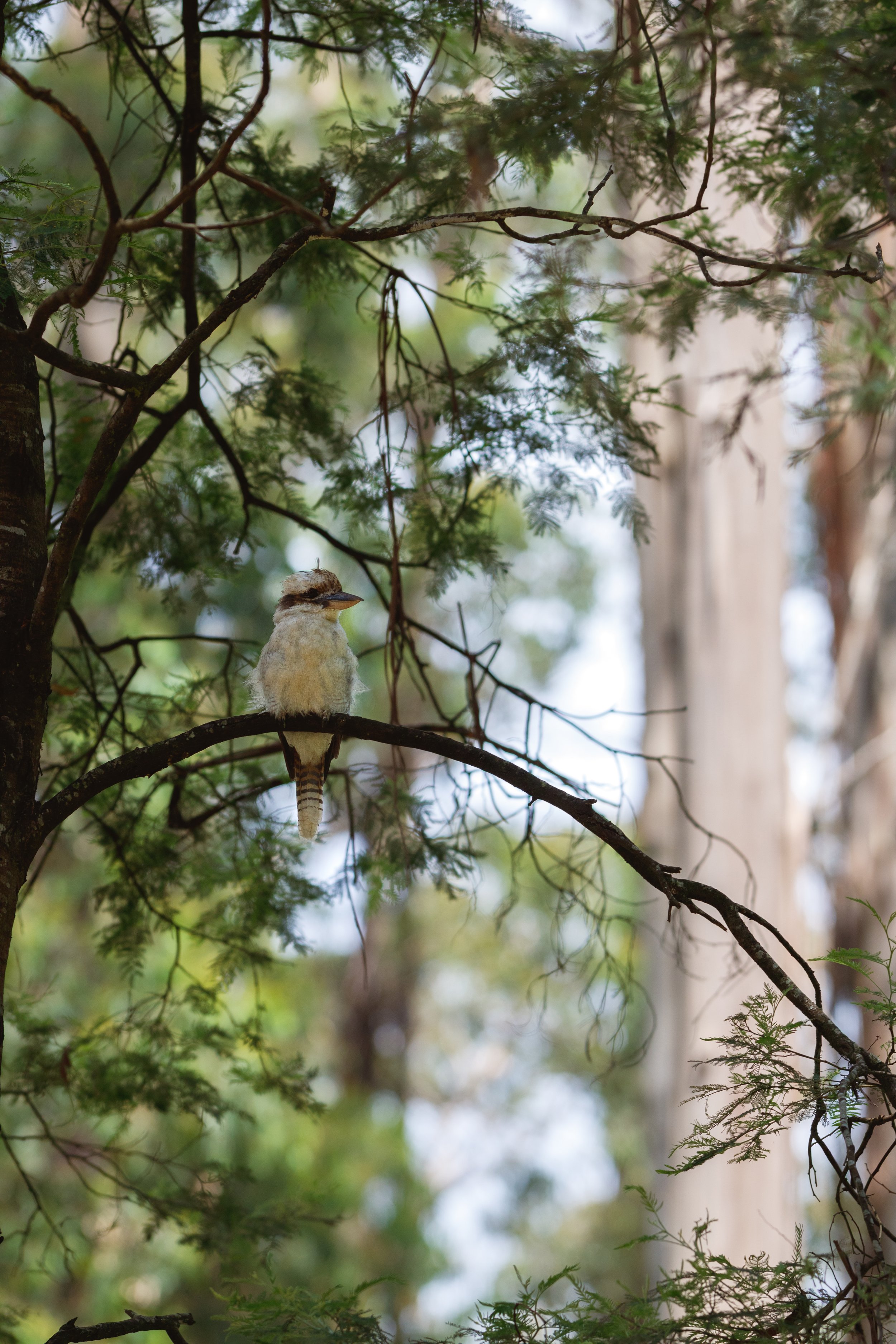 _MG_6748 - Kookaburra.jpg