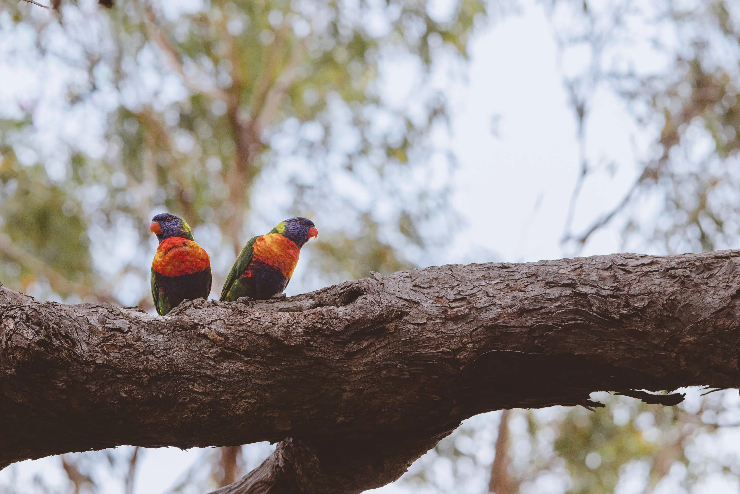  Eastern Rainbow Lorikeet  | The Pines Flora and Fauna Reserve | Native (Least Concern)