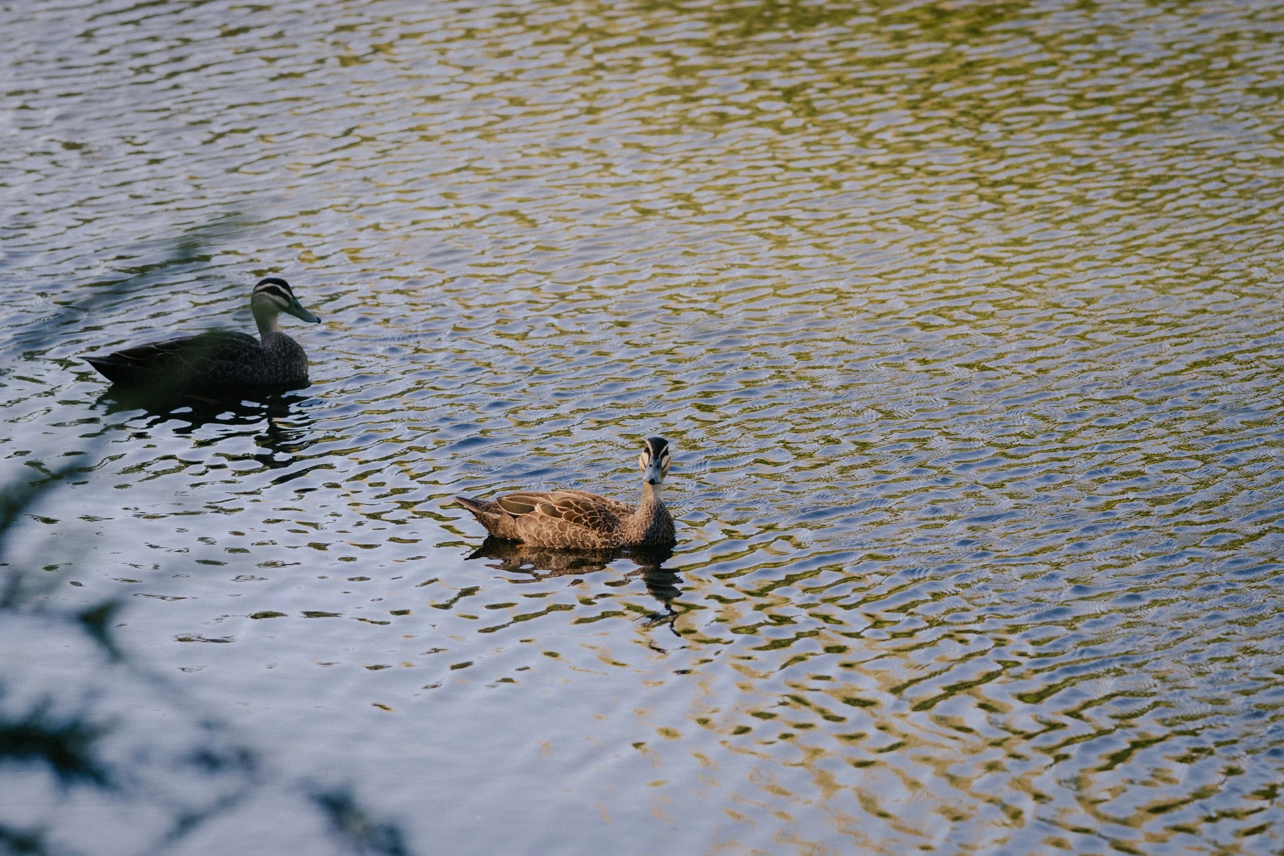  Pacific Black Duck | Kananook Creek | Native (Least Concern)