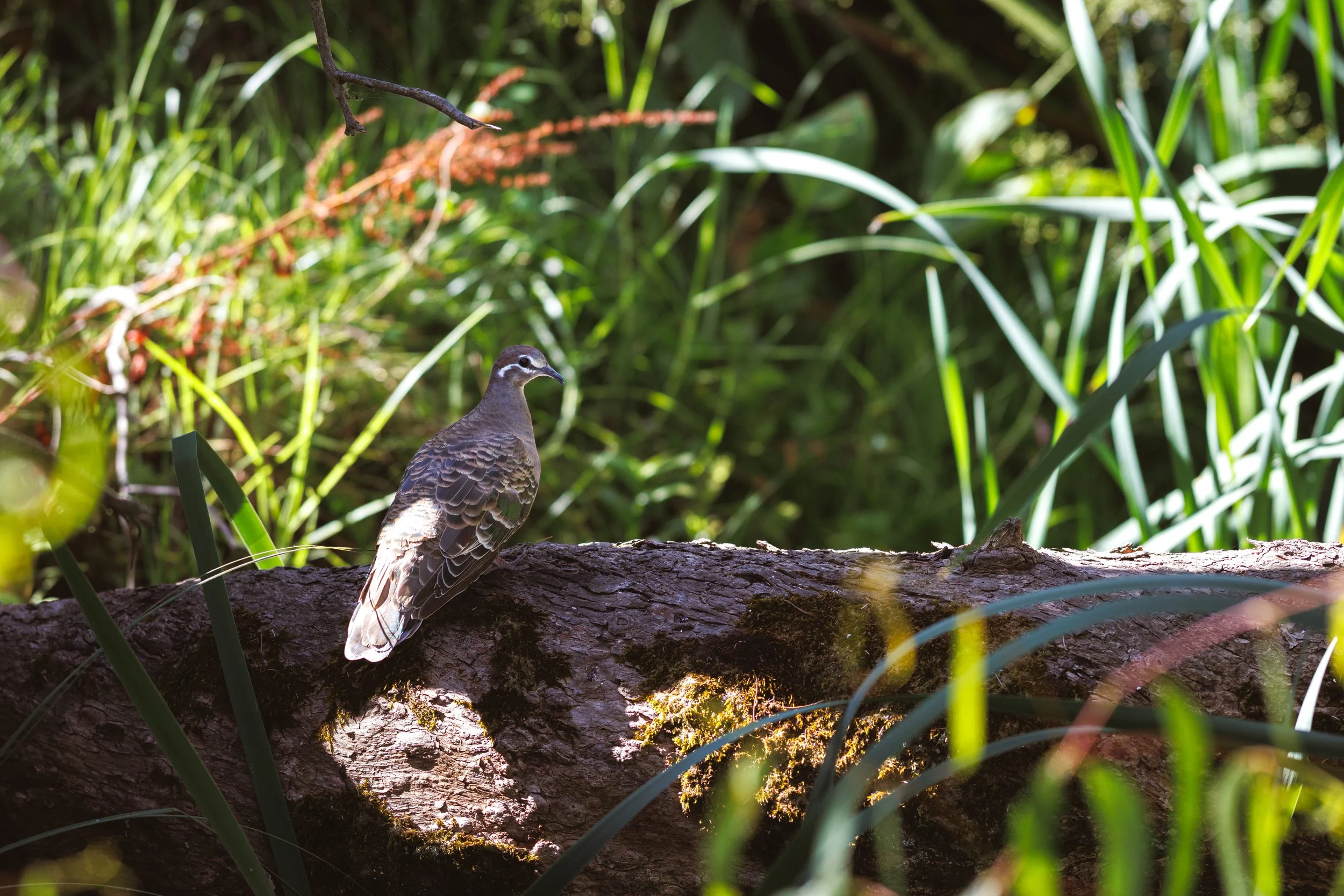  Common Bronzewing | Frankston Nature Conservation Reserve | Native (Least Concern)