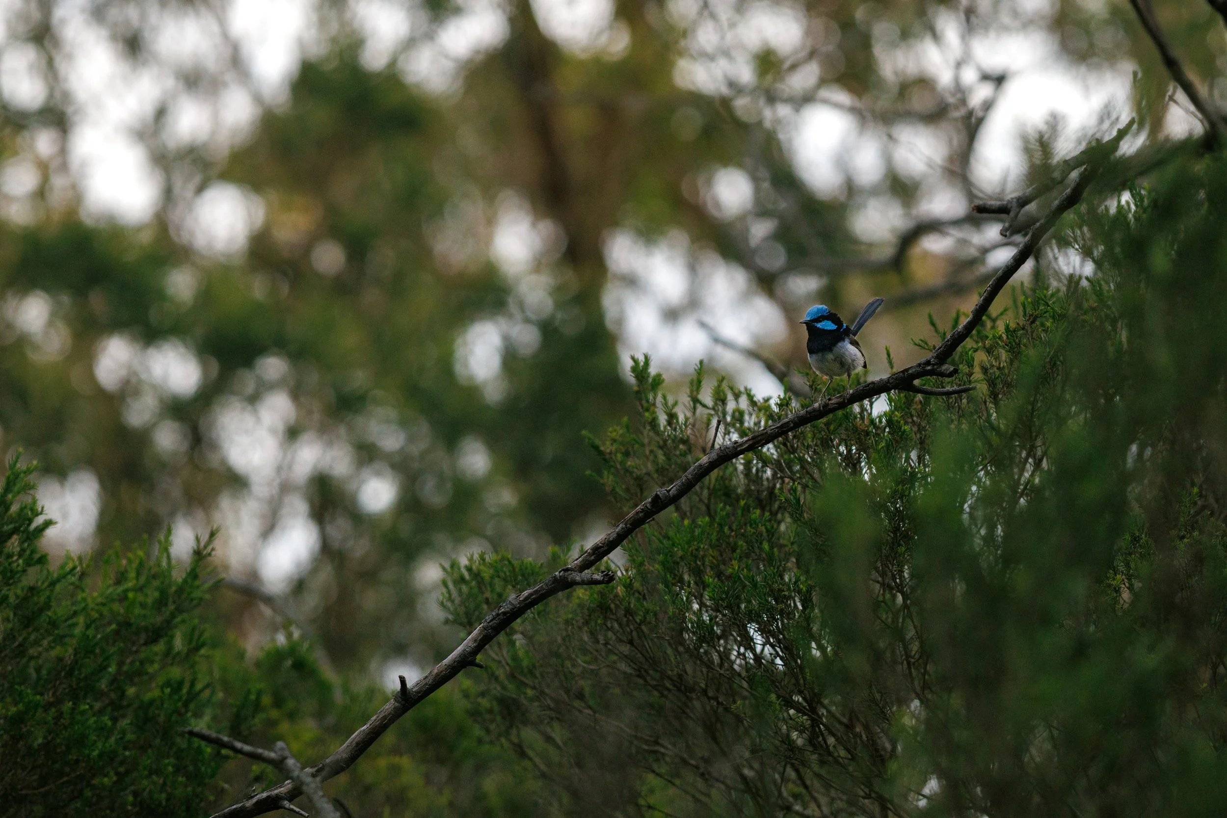  Superb Fairywren | The Pines Flora and Fauna Reserve | Native (Least Concern)