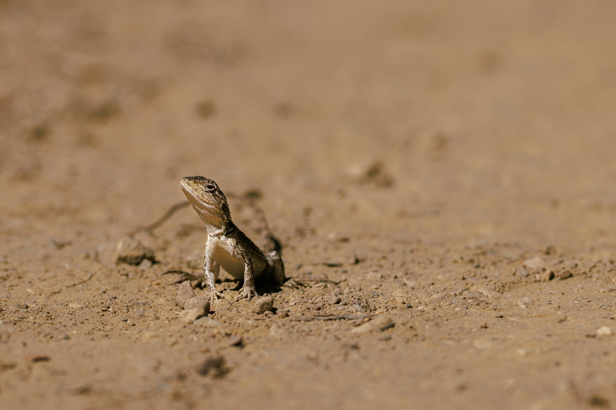 Jacky Dragon | Langwarrin Flora and Fauna Reserve | Native (Least Concern)