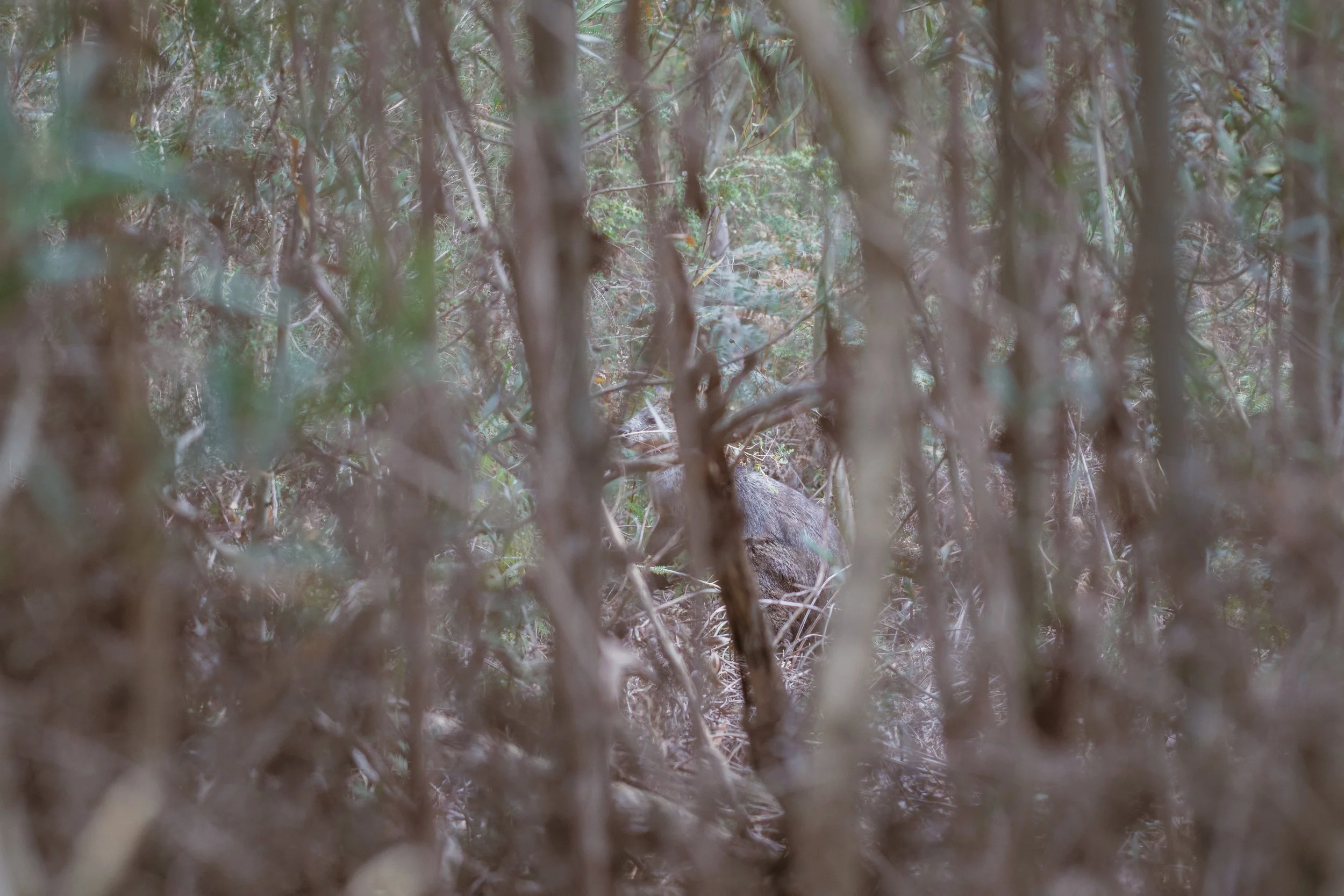  Swamp Wallaby | The Pines Flora and Fauna Reserve | Native (Least Concern)