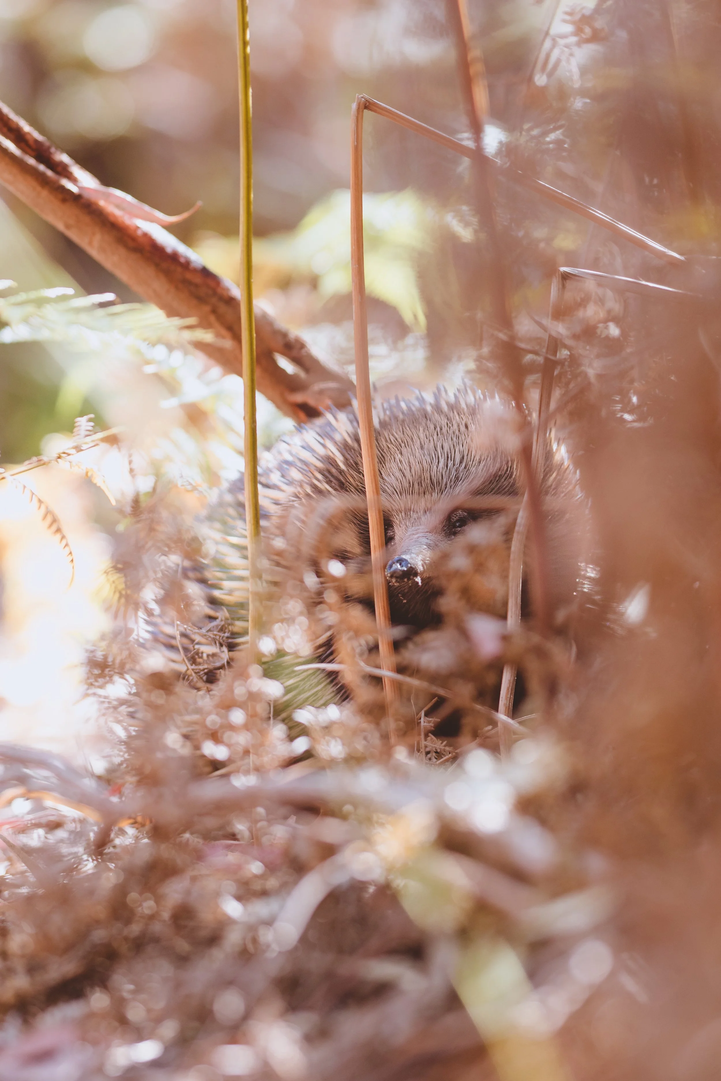  Eastern Short-beaked Echidna  | The Pines Flora and Fauna Reserve | Native (Least Concern)