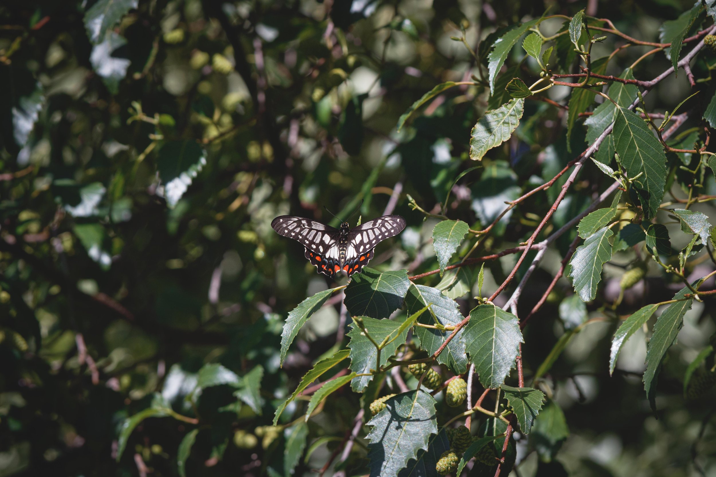 _MG_5149 - Dainty Swallowtail.jpg