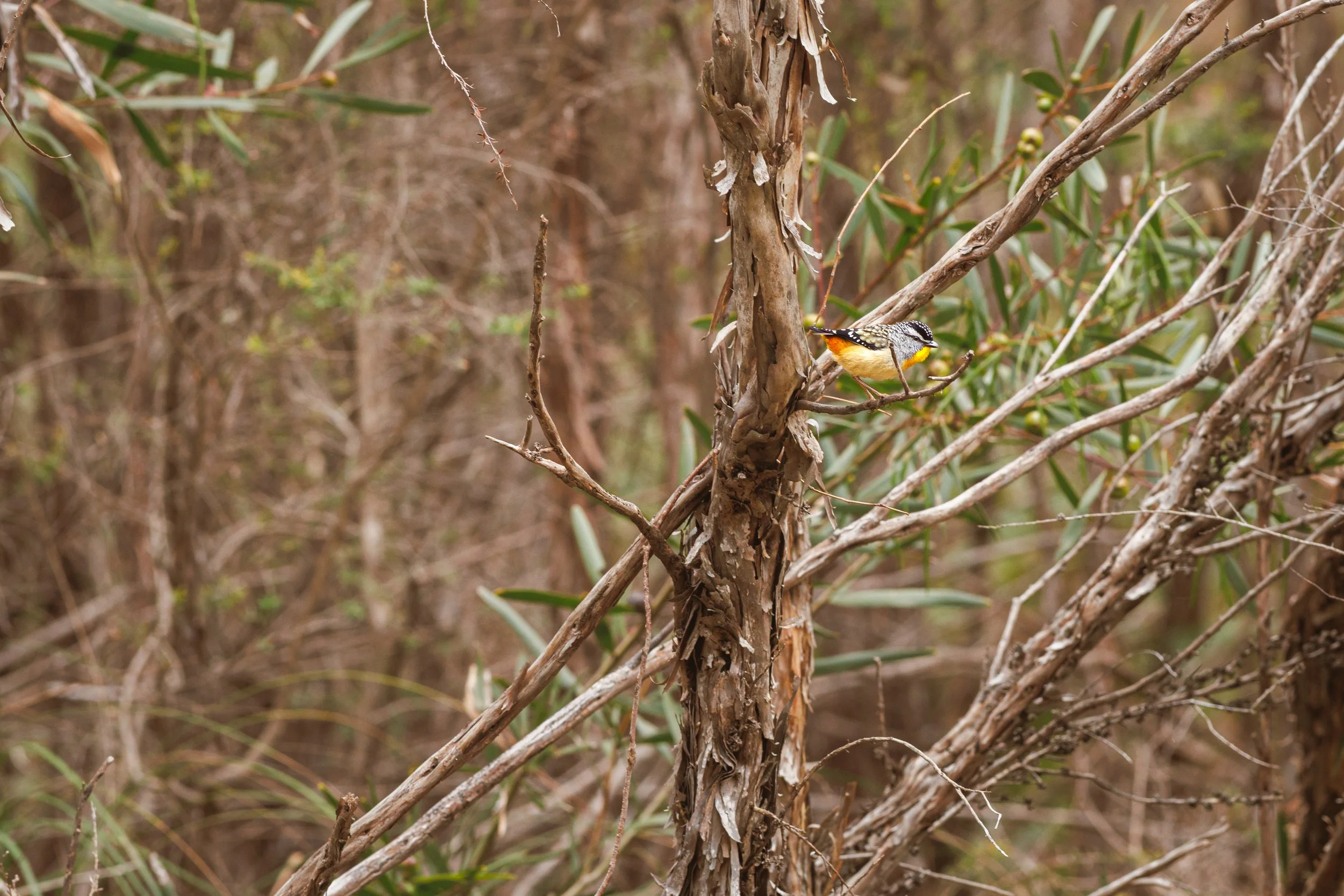  Spotted Pardalote | The Pines Fora and Fauna Reserve | Native (Least Concern) 
