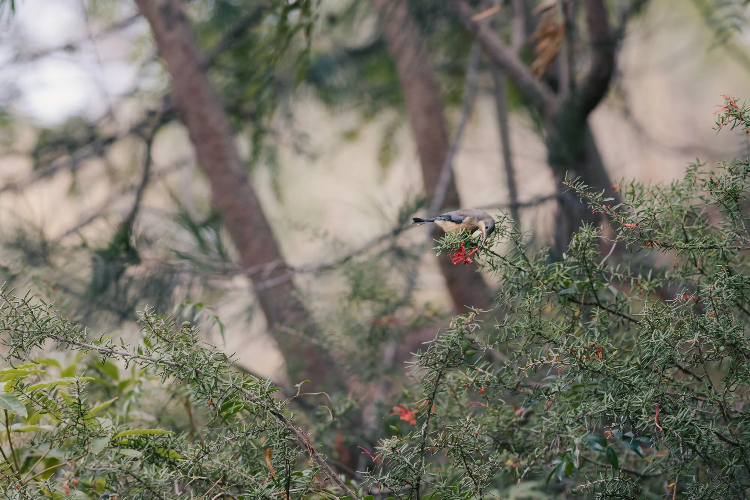  Eastern Spinebill | Frankston Nature Conservation Reserve | Native (Least Concern)