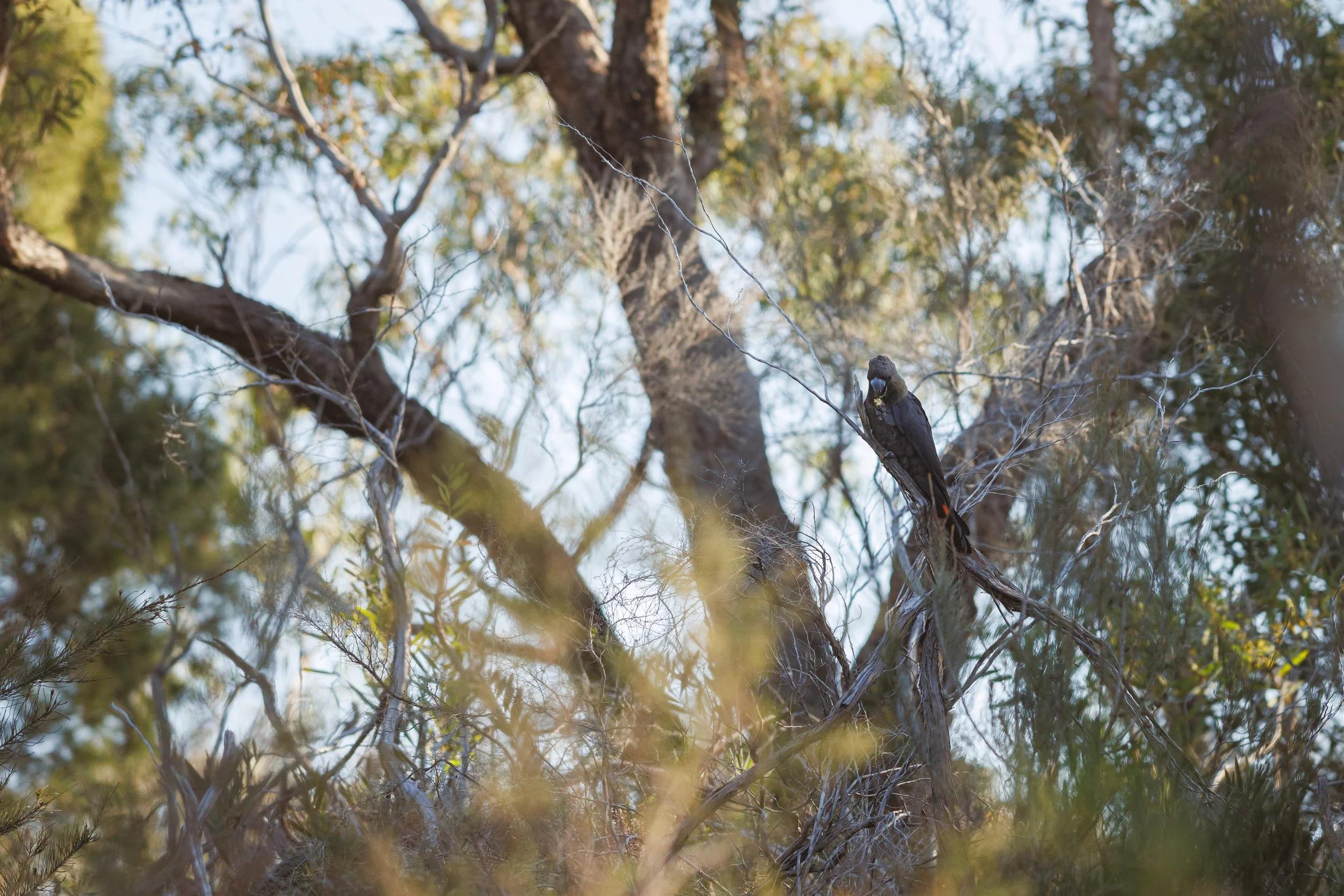  Glossy Black Cockatoo | Location Obscured | Native - Critically Endangered