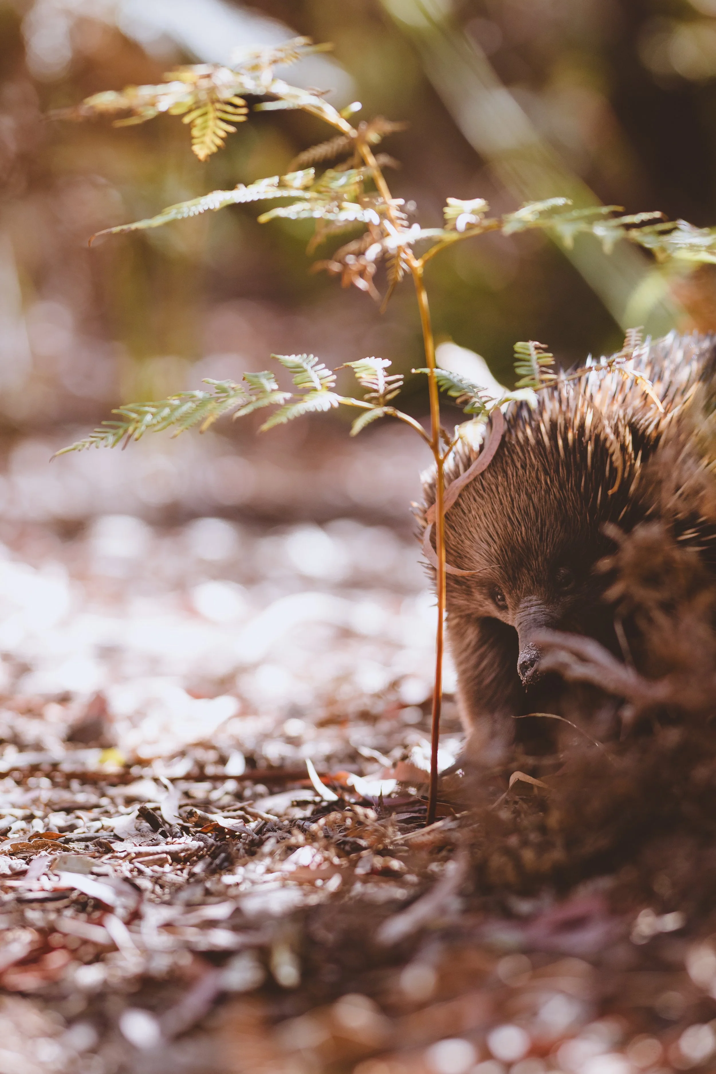  Eastern Short-beaked Echidna  | The Pines Flora and Fauna Reserve | Native (Least Concern)